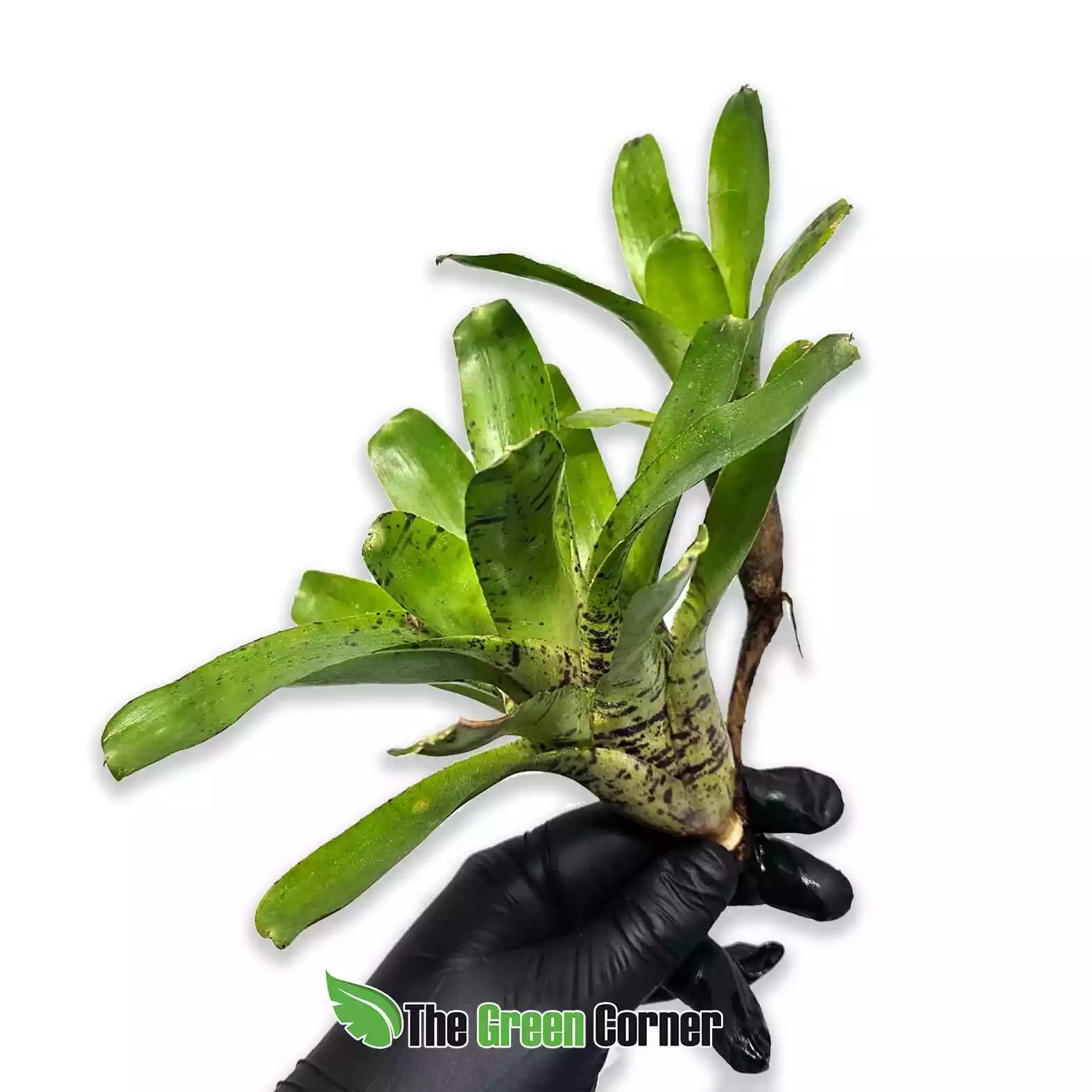 Neoregelia lilliputeana x cyanea