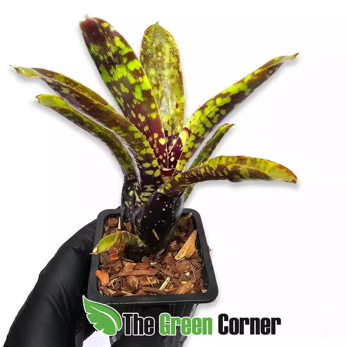 neoregelia-lilliputeana-x-chloristicta