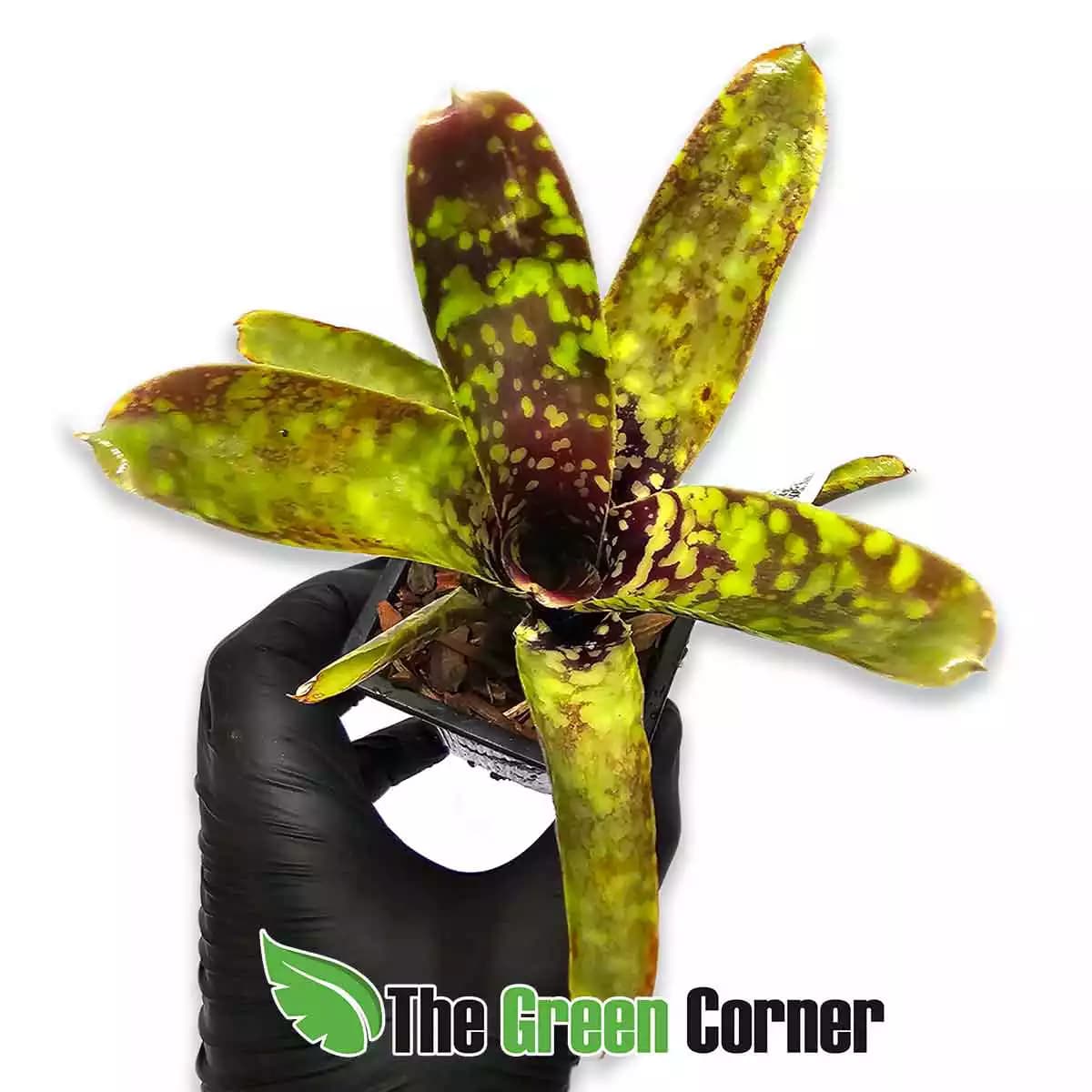 neoregelia-lilliputeana-x-chlorosticta-frontal