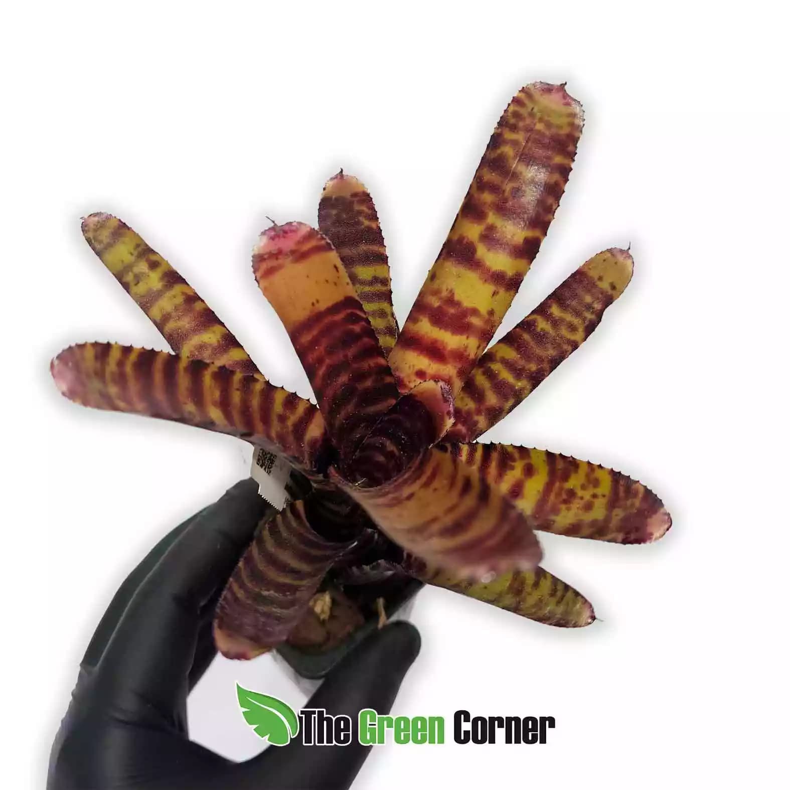 neoregelia-lilltle-checkers-frontal