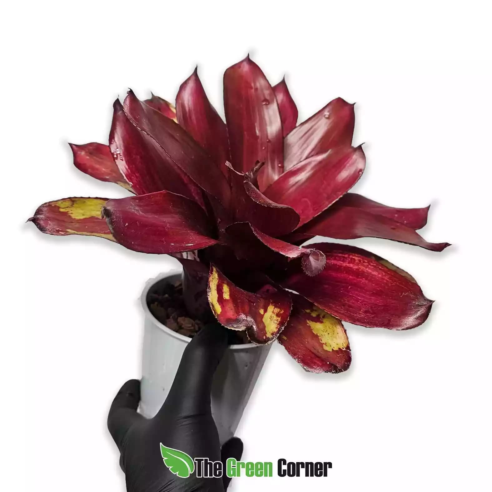 neoregelia-malbec-lateral