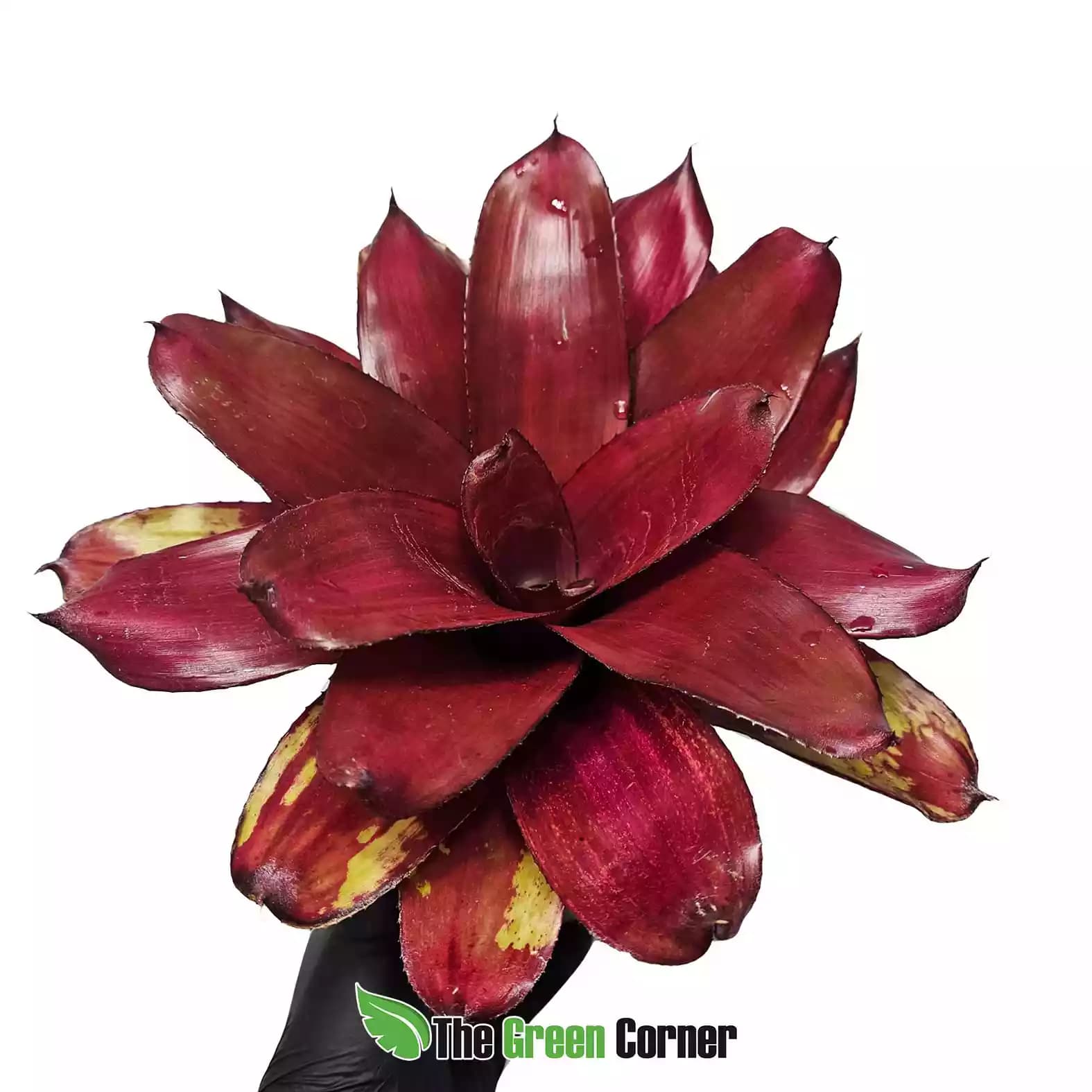 neoregelia-malbec