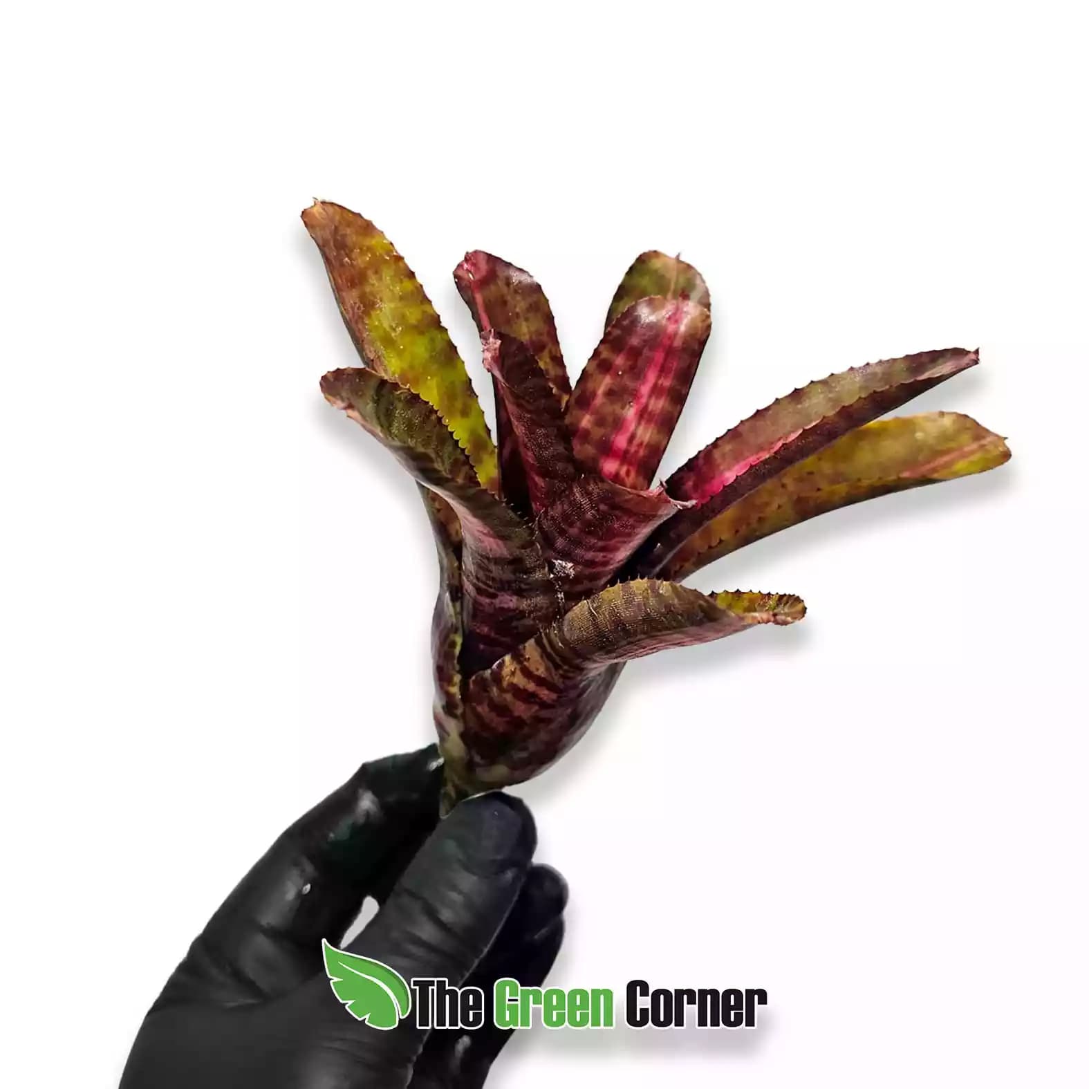 neoregelia-mambo-lateral