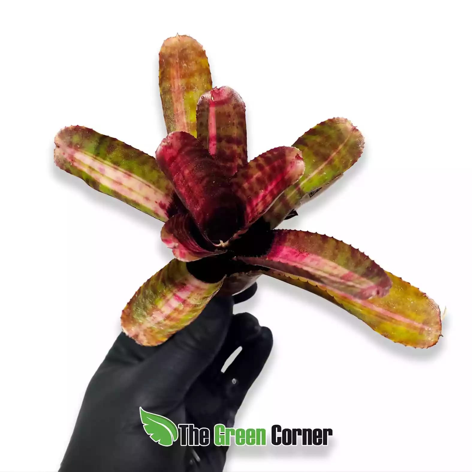 neoregelia-mambo