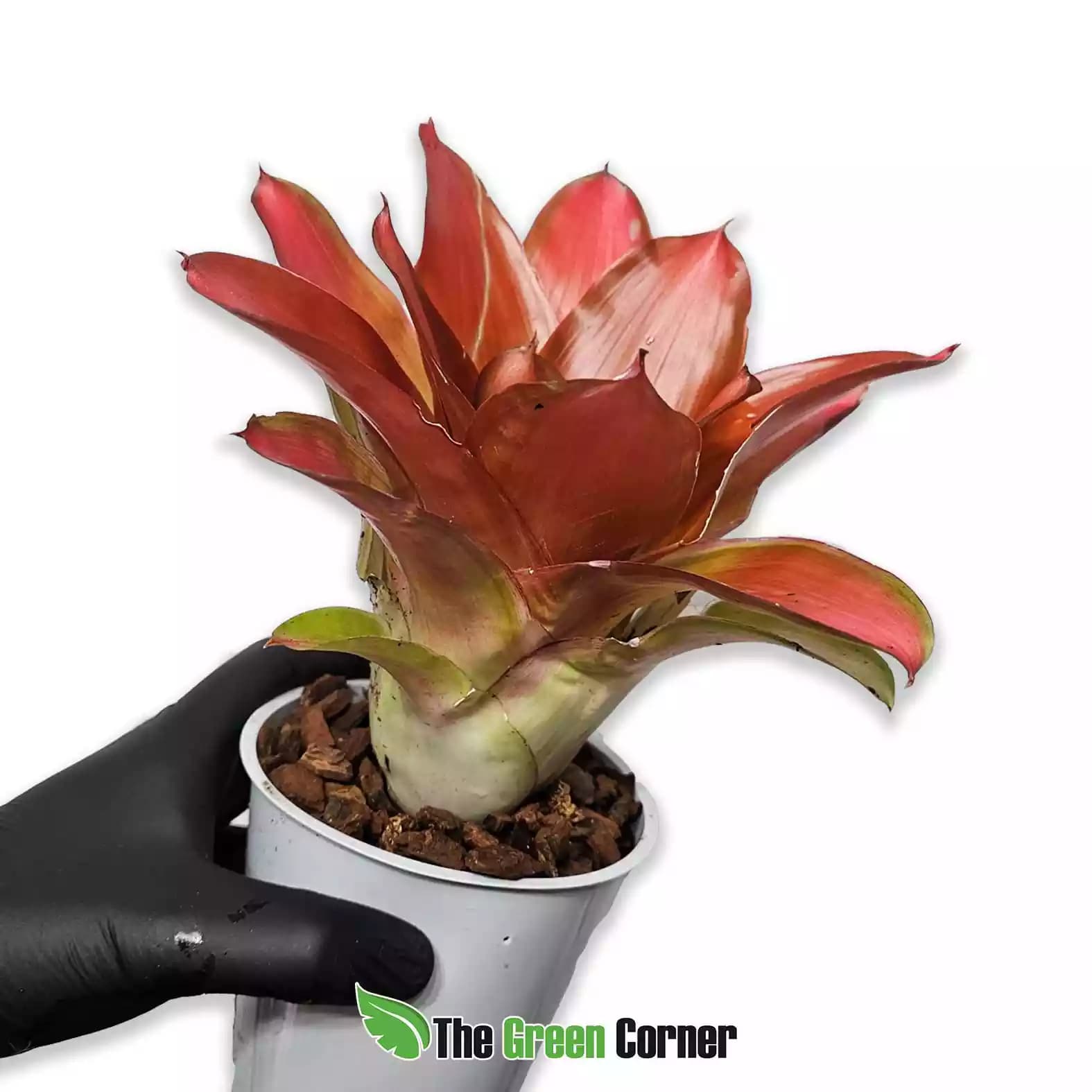 Neoregelia Medusa