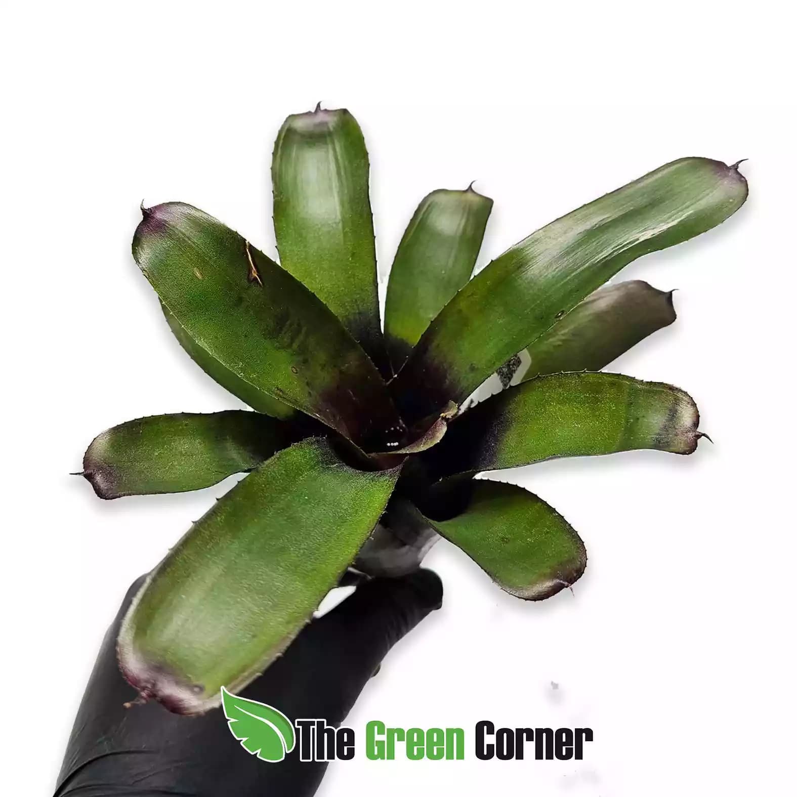 neoregelia-midnight-dund-frontal