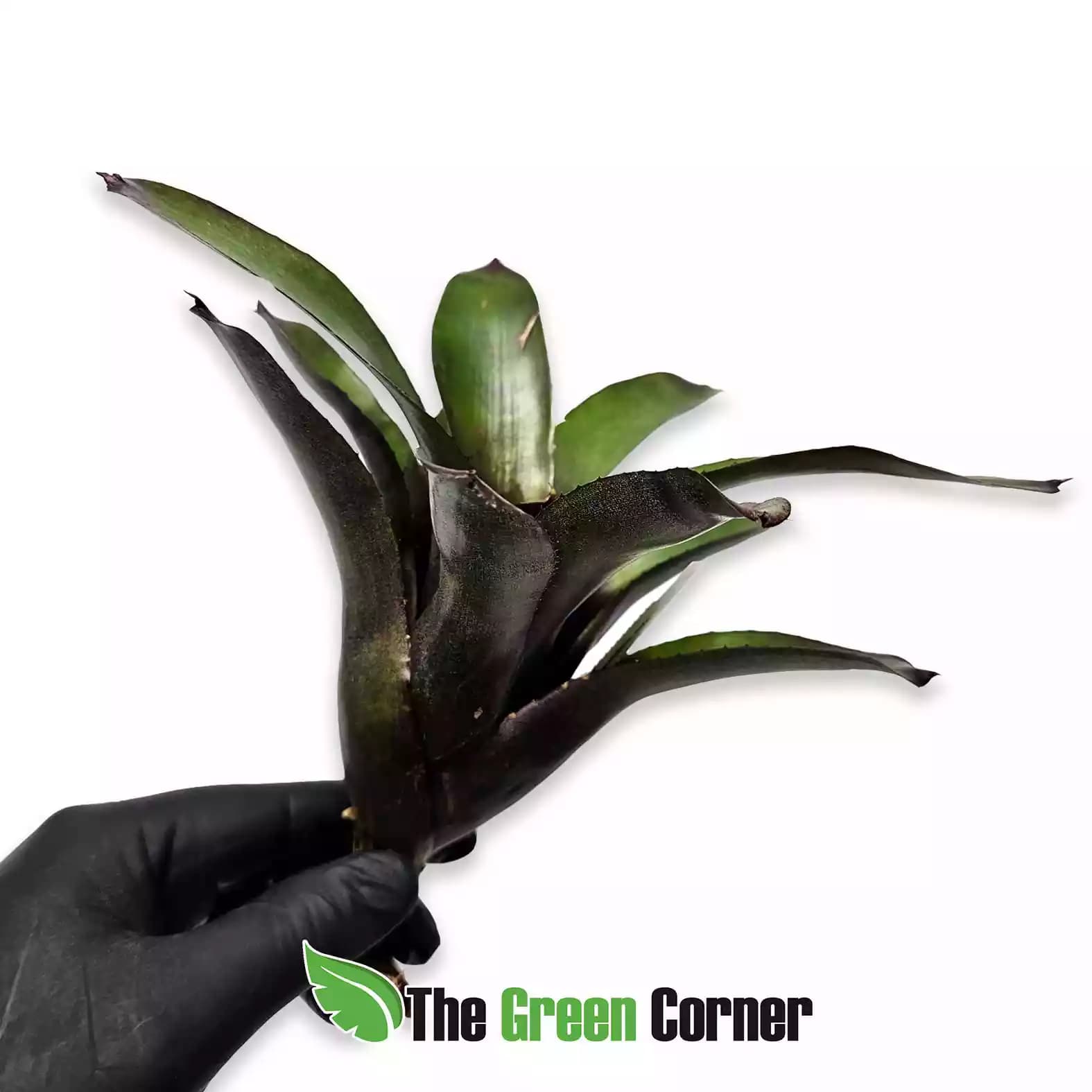 neoregelia-midnight-dung