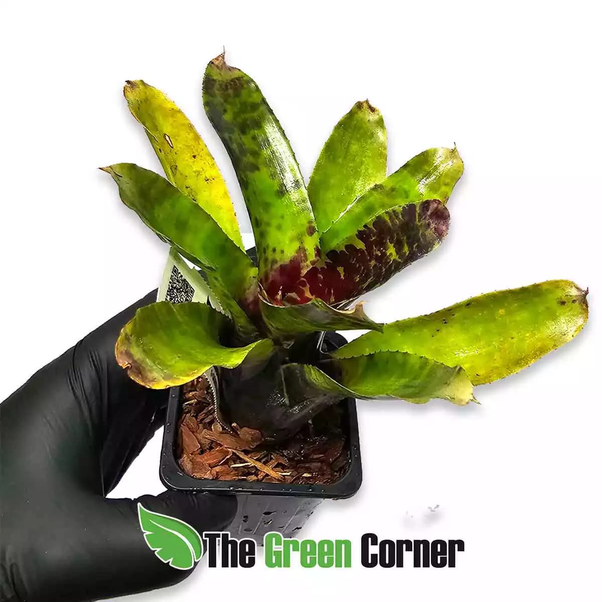 neoregelia-monkey-business-lateral