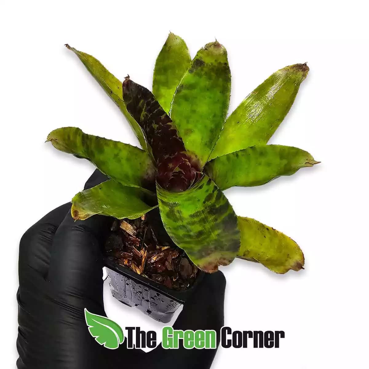 neoregelia-monkey-business