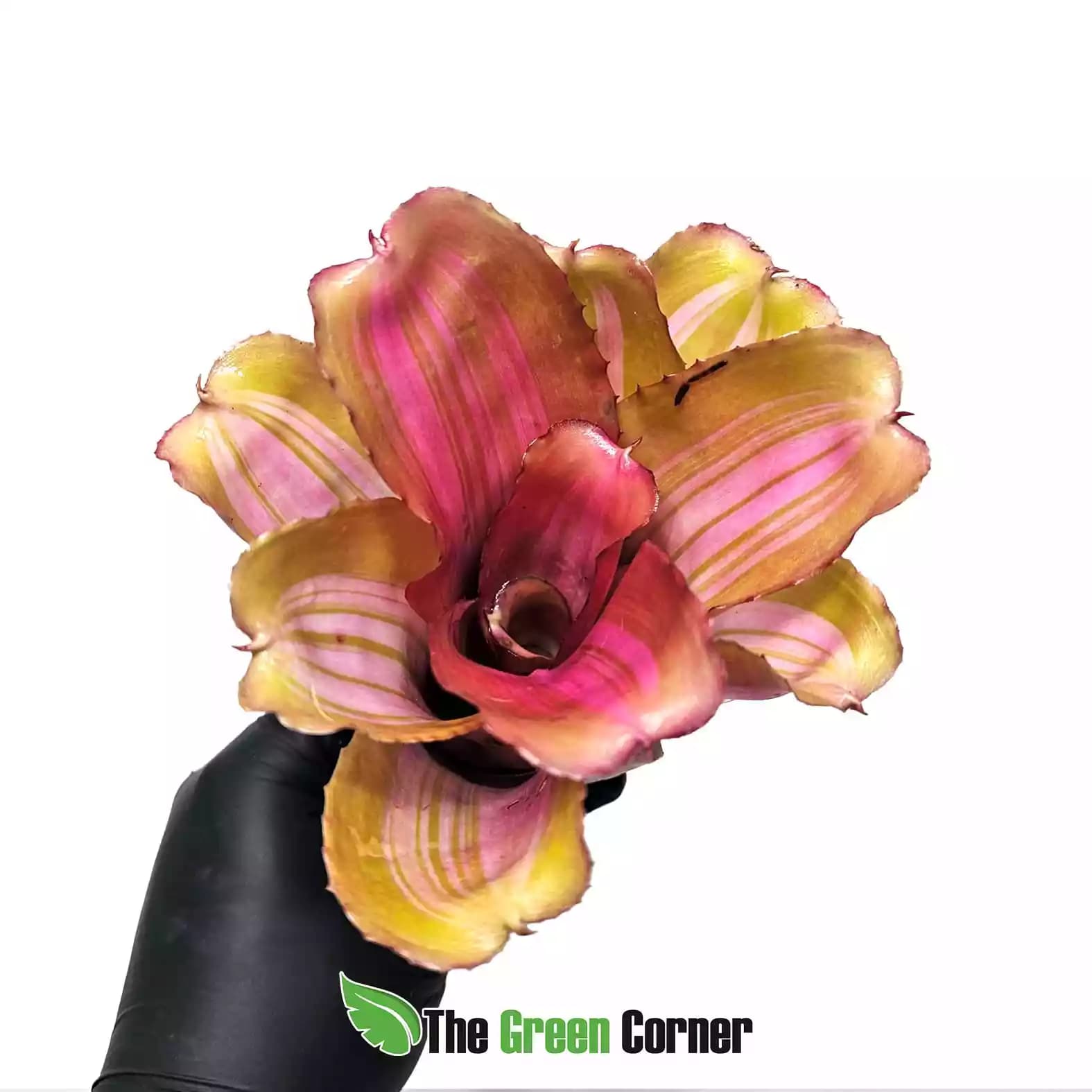 Neoregelia yang