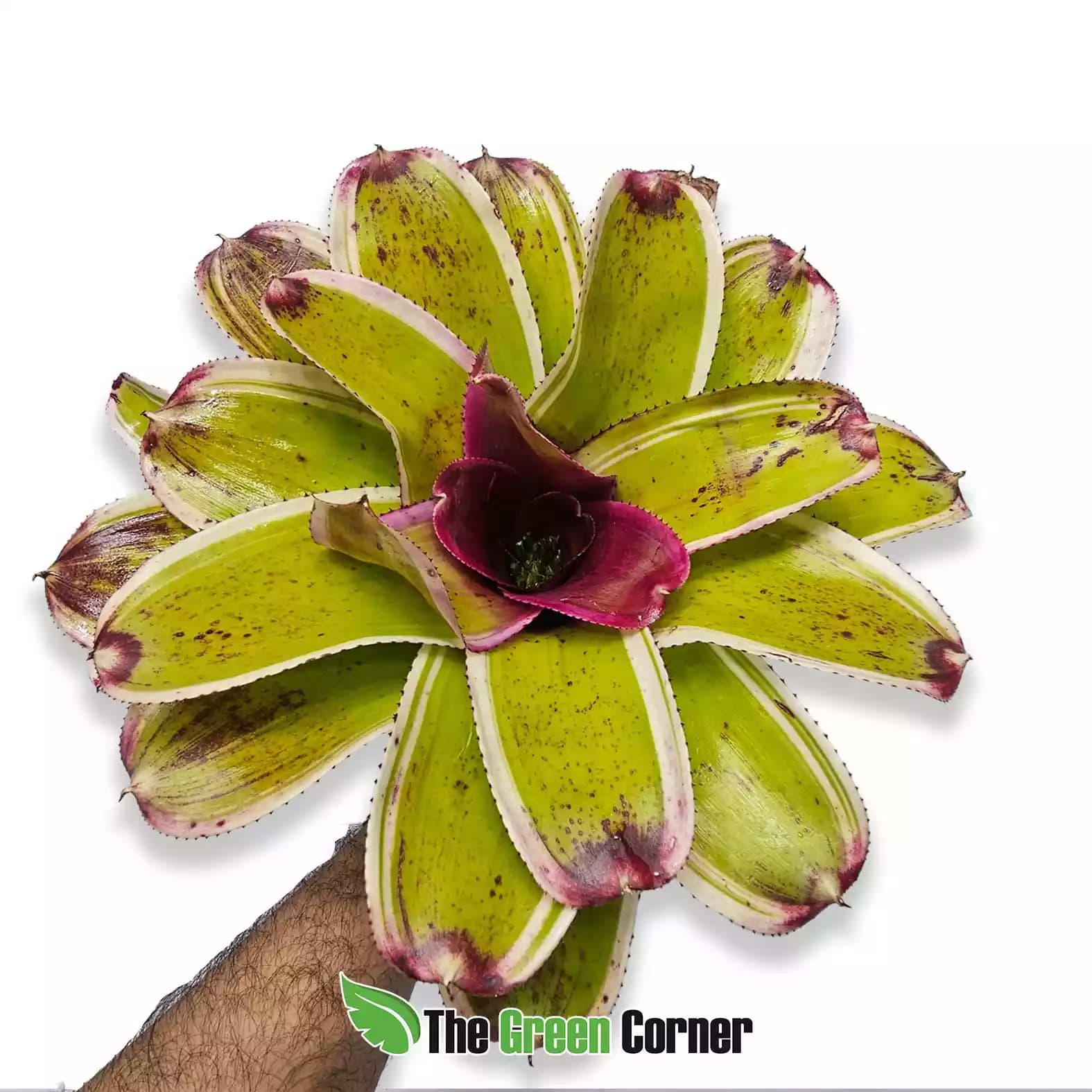 neoregelia-morado-real