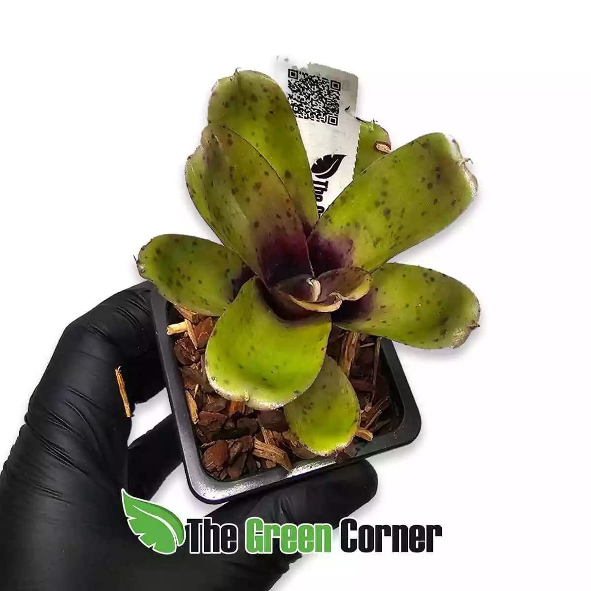 neoregelia-narzis-arriba