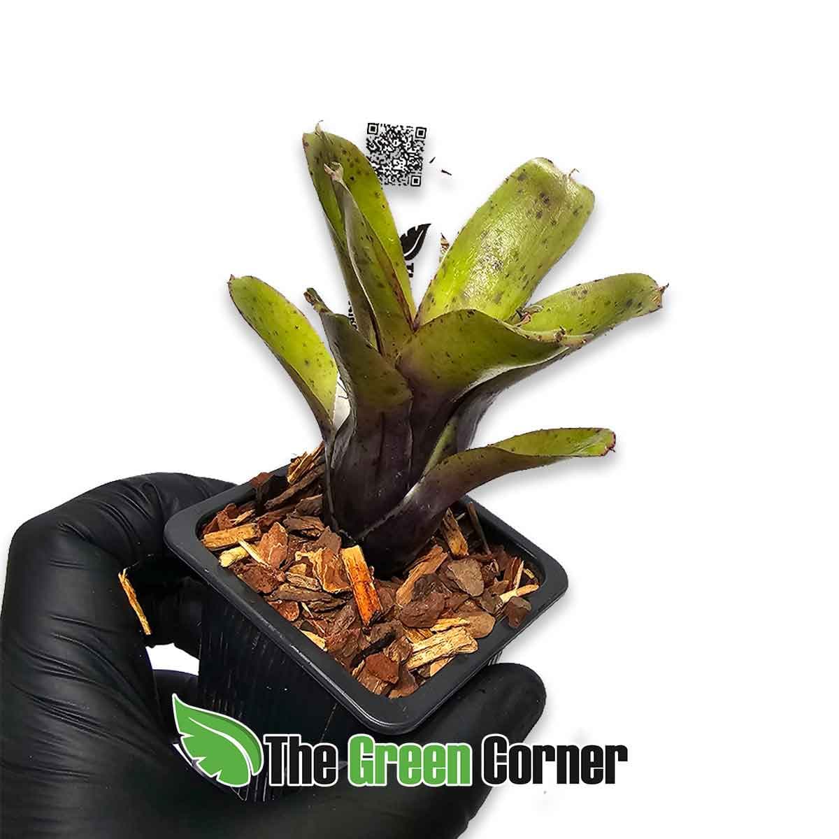neoregelia-narzis