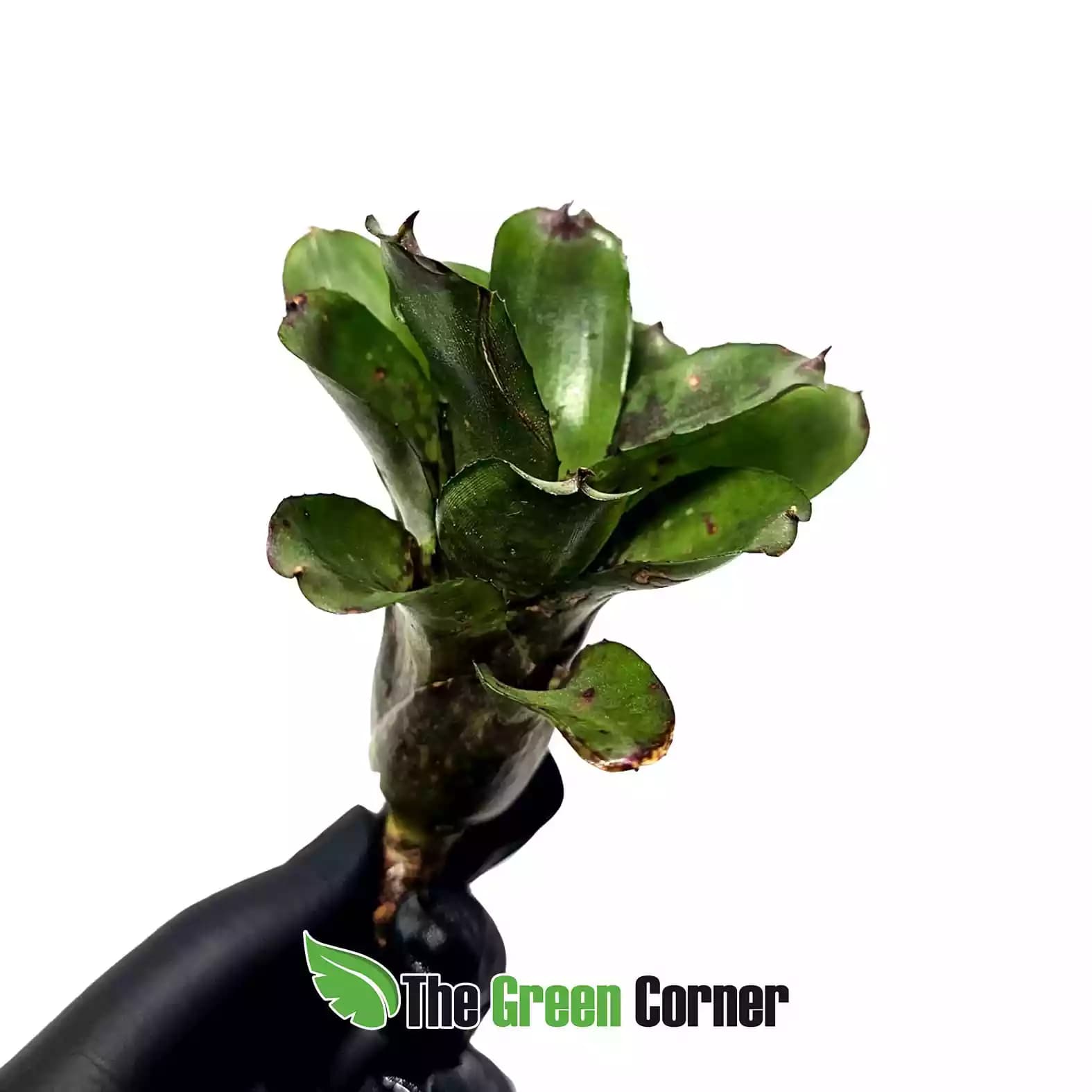 neoregelia-night-spots-hybrid