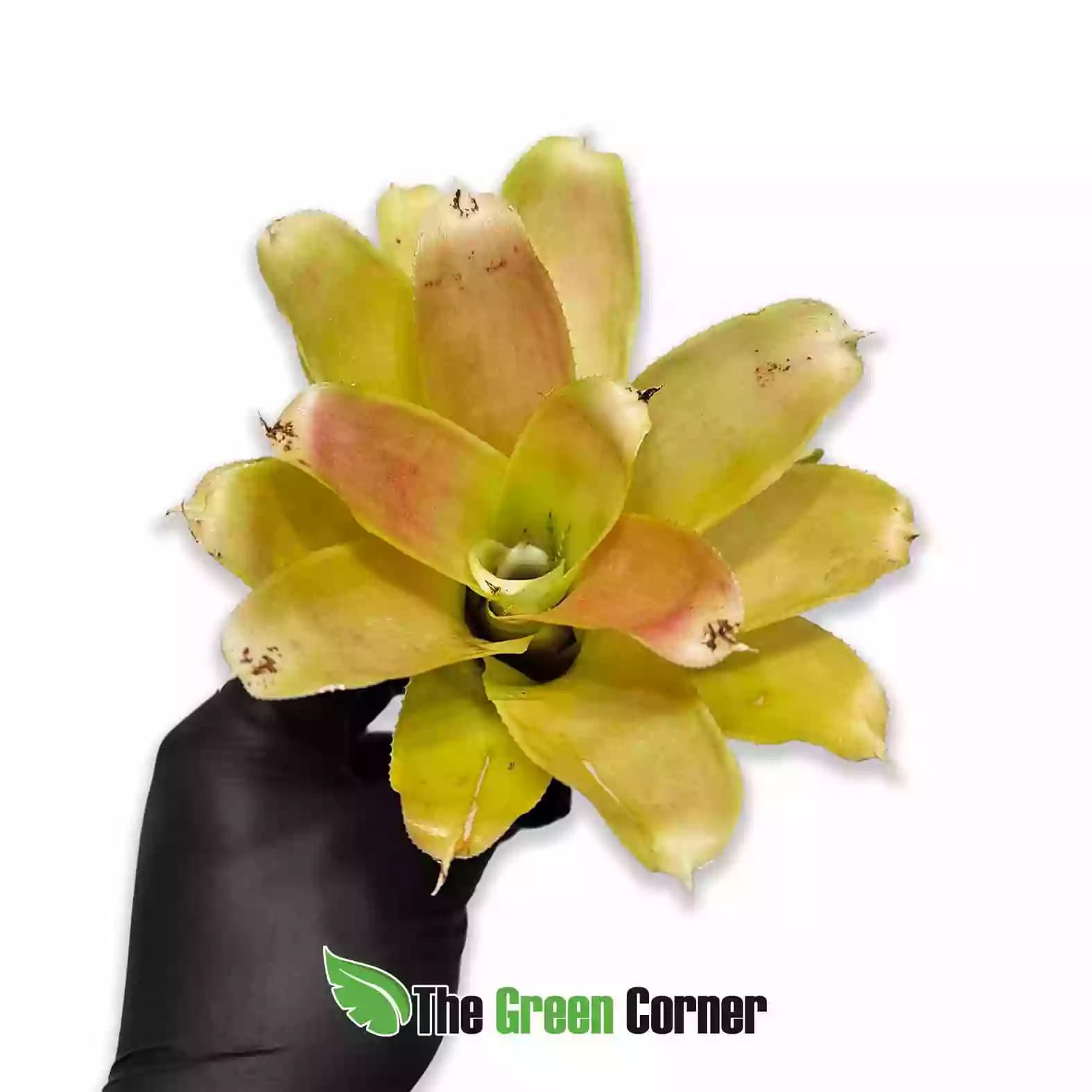 neoregelia-nuance-general