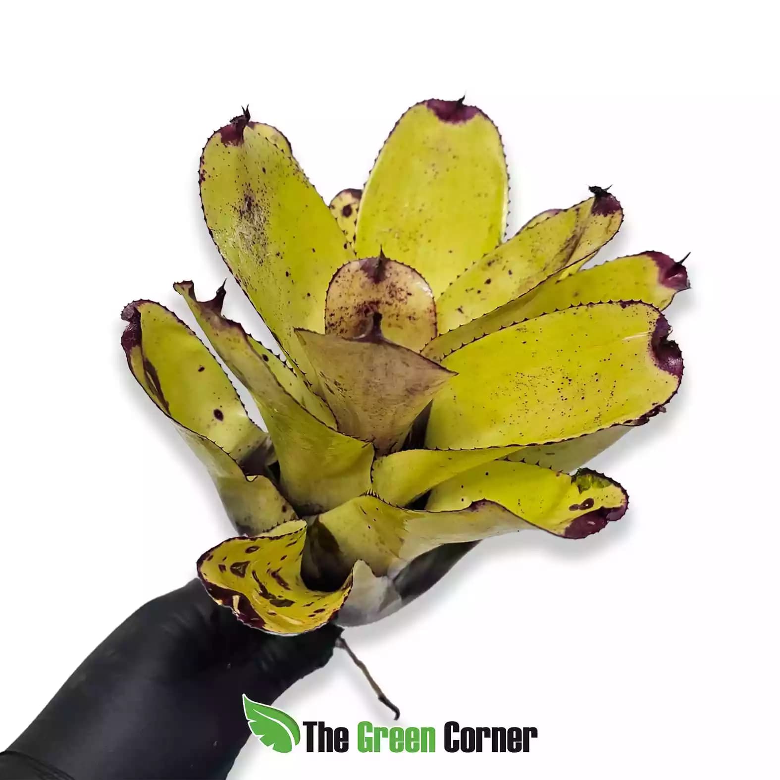 neoregelia-painted-delight-lateral