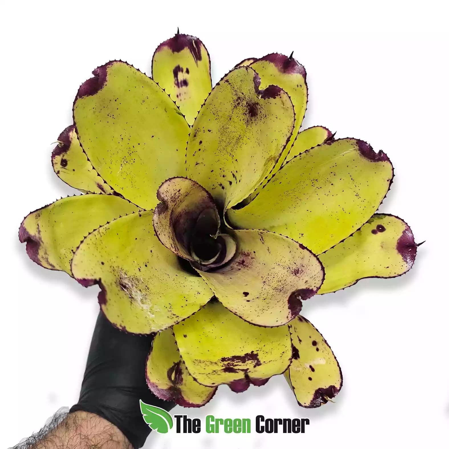 neoregelia-painted-delight