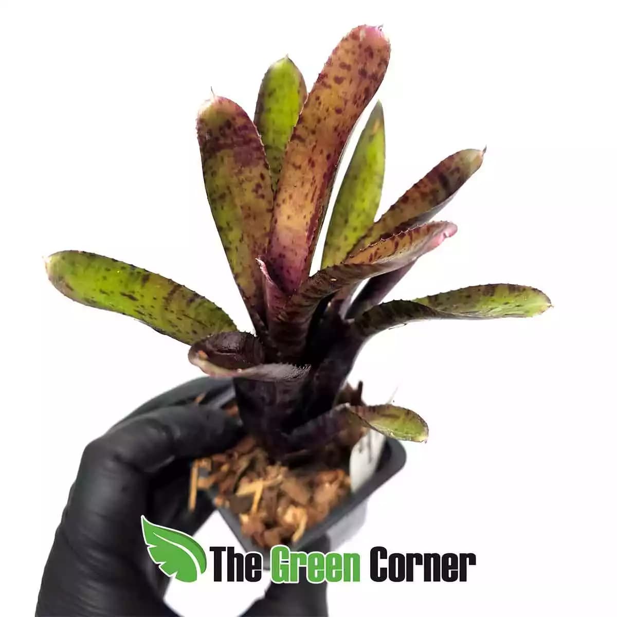 neoregelia-pauciflora-x-granada-frontal