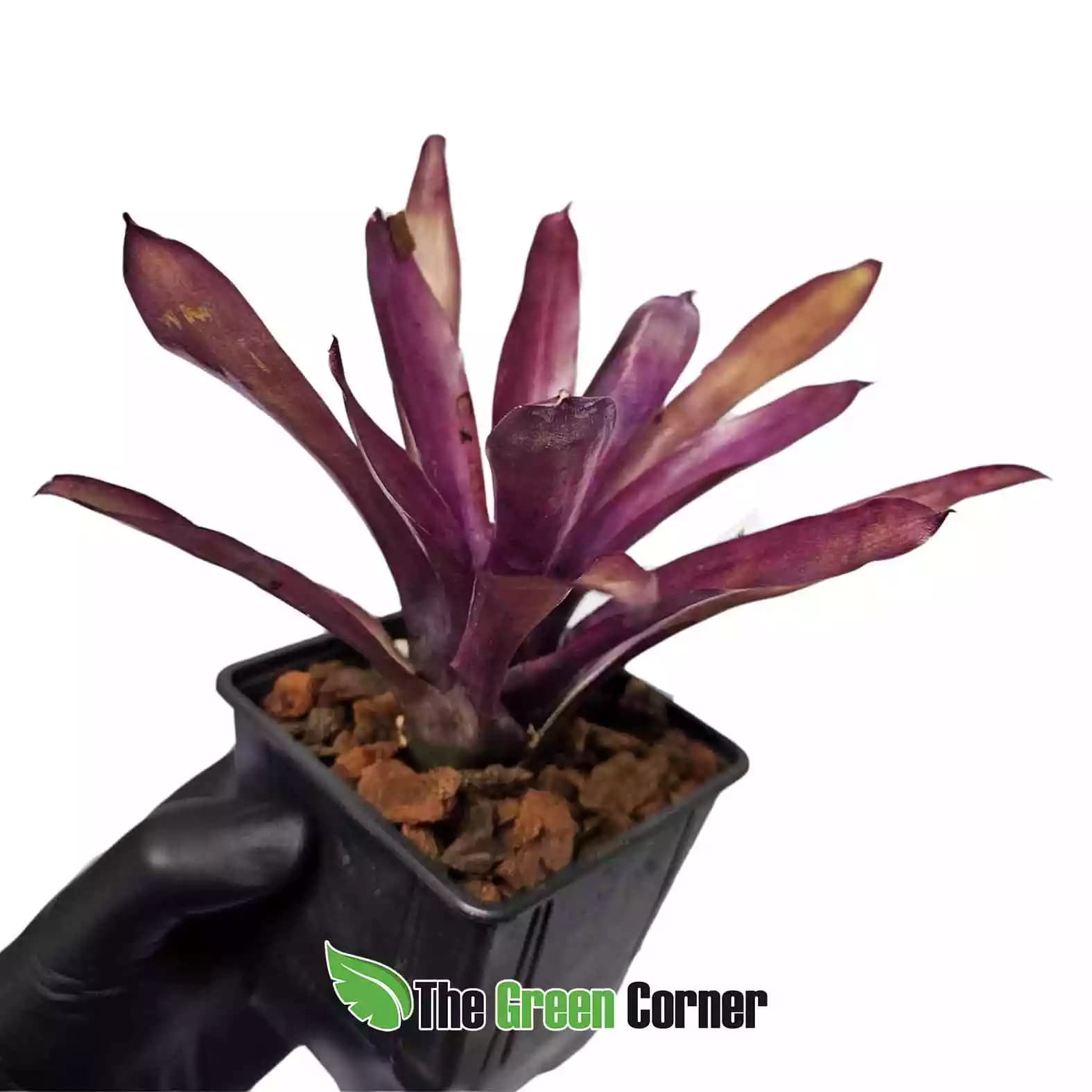 neoregelia-pauciflora-x-granada-lateral