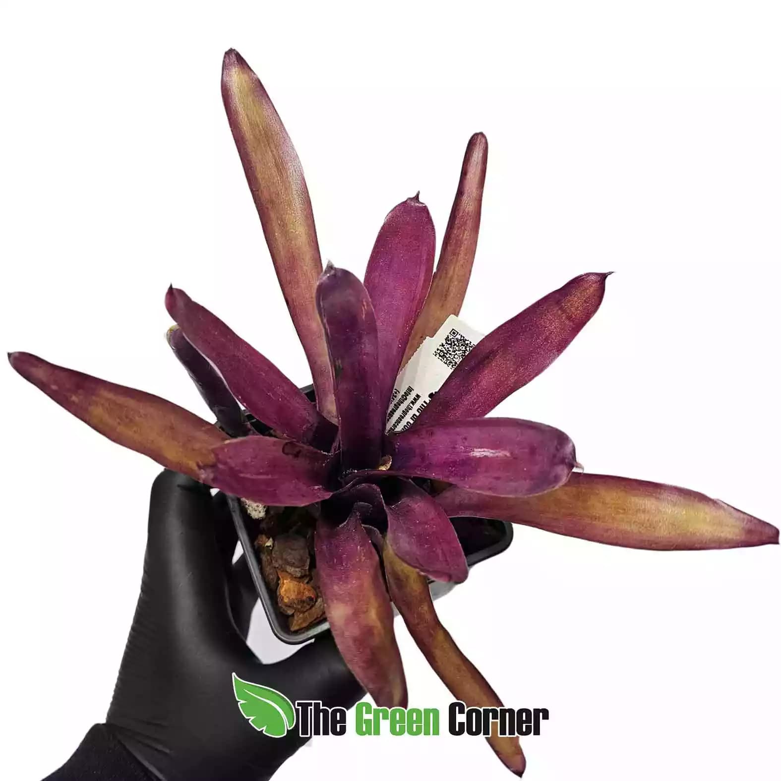 neoregelia-paudiflora-x-granada