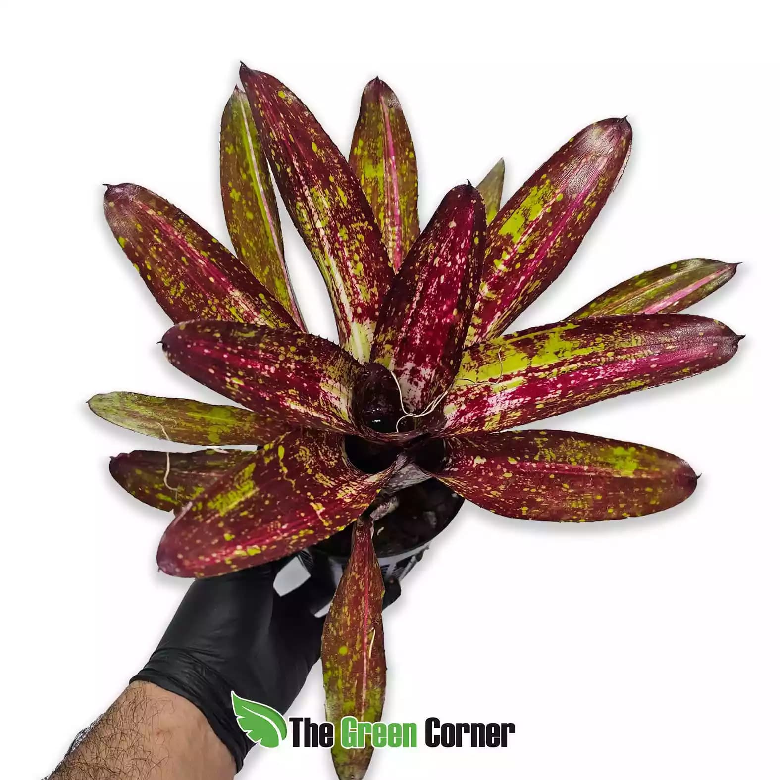 Neoregelia Predatress