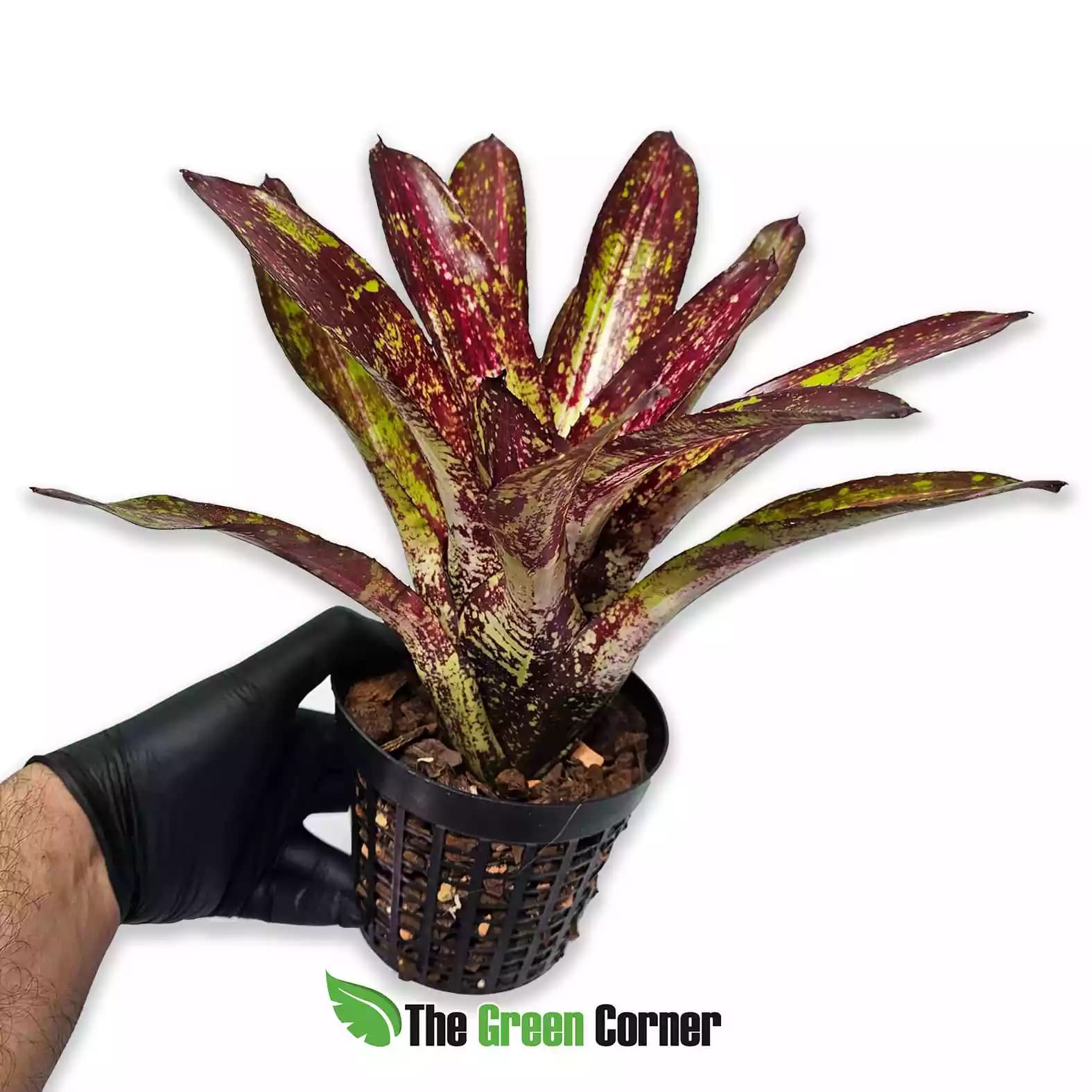 Neoregelia Predatress