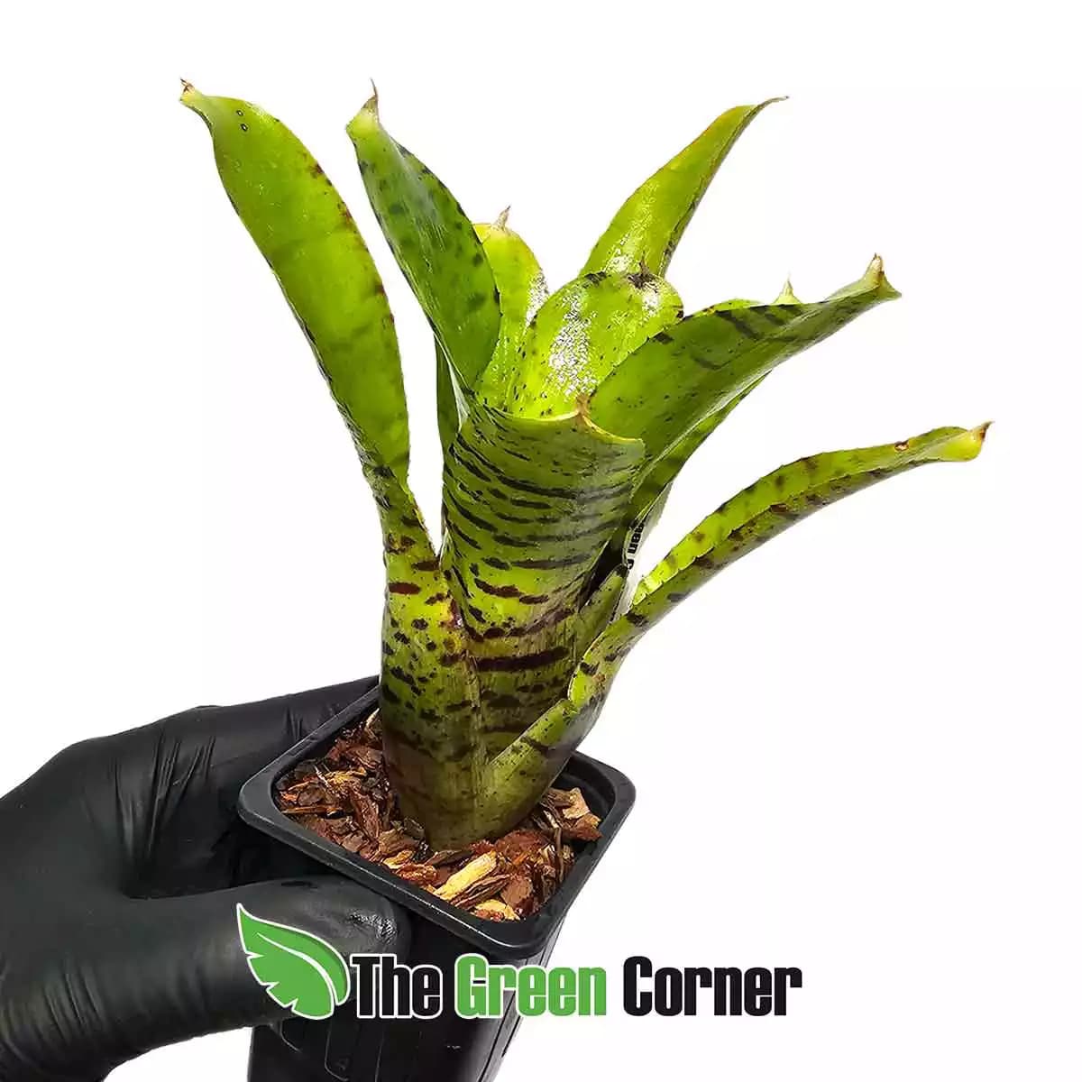 neoregelia-pickles-lateral