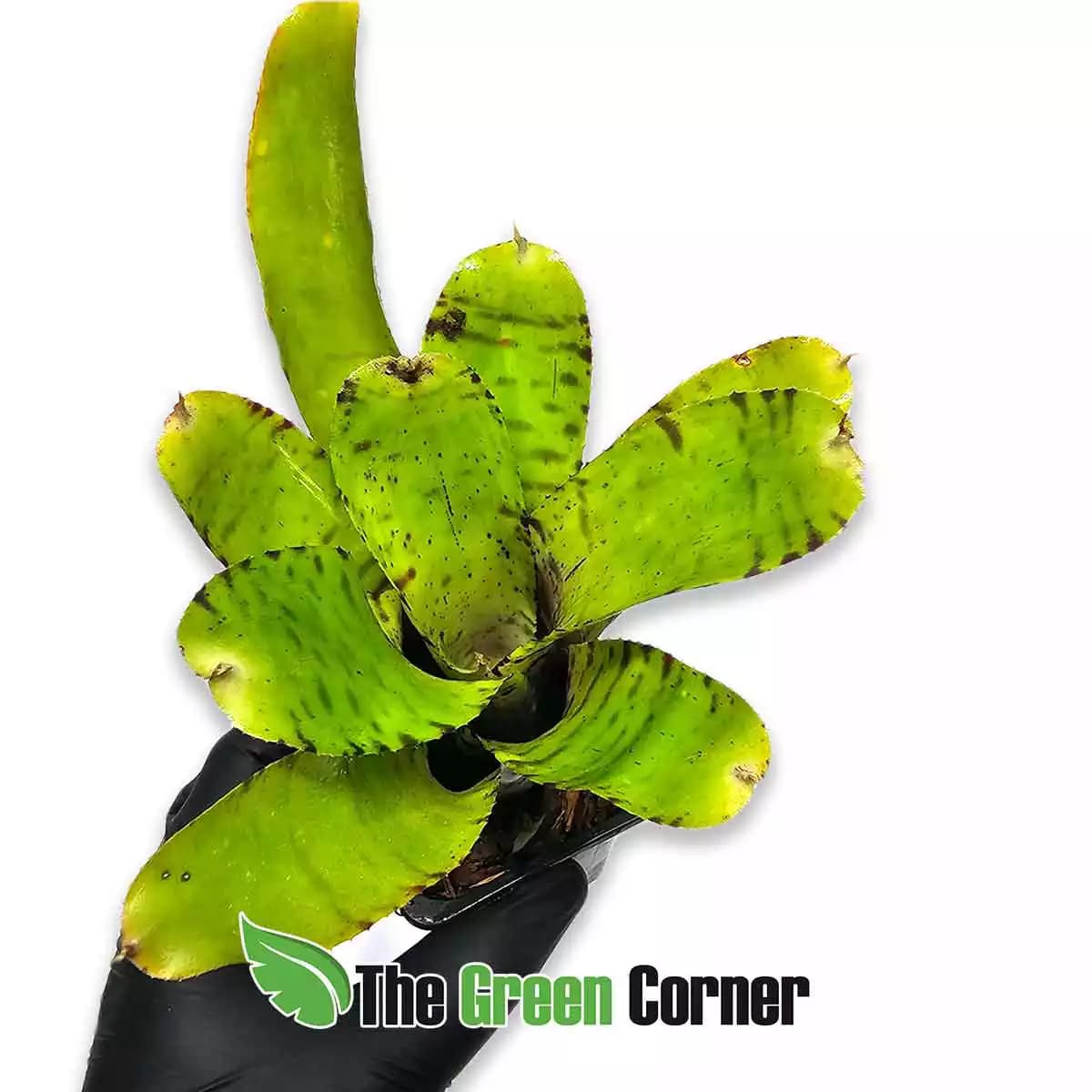 neoregelia-pikles-superior