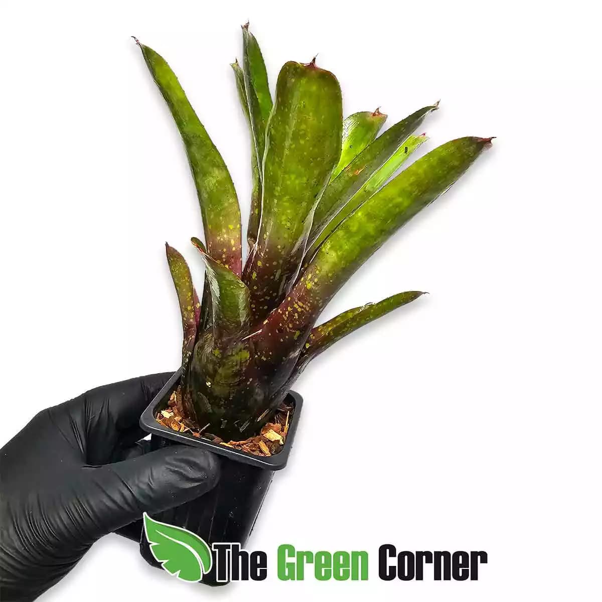 neoregelia-pink--stars-lateral