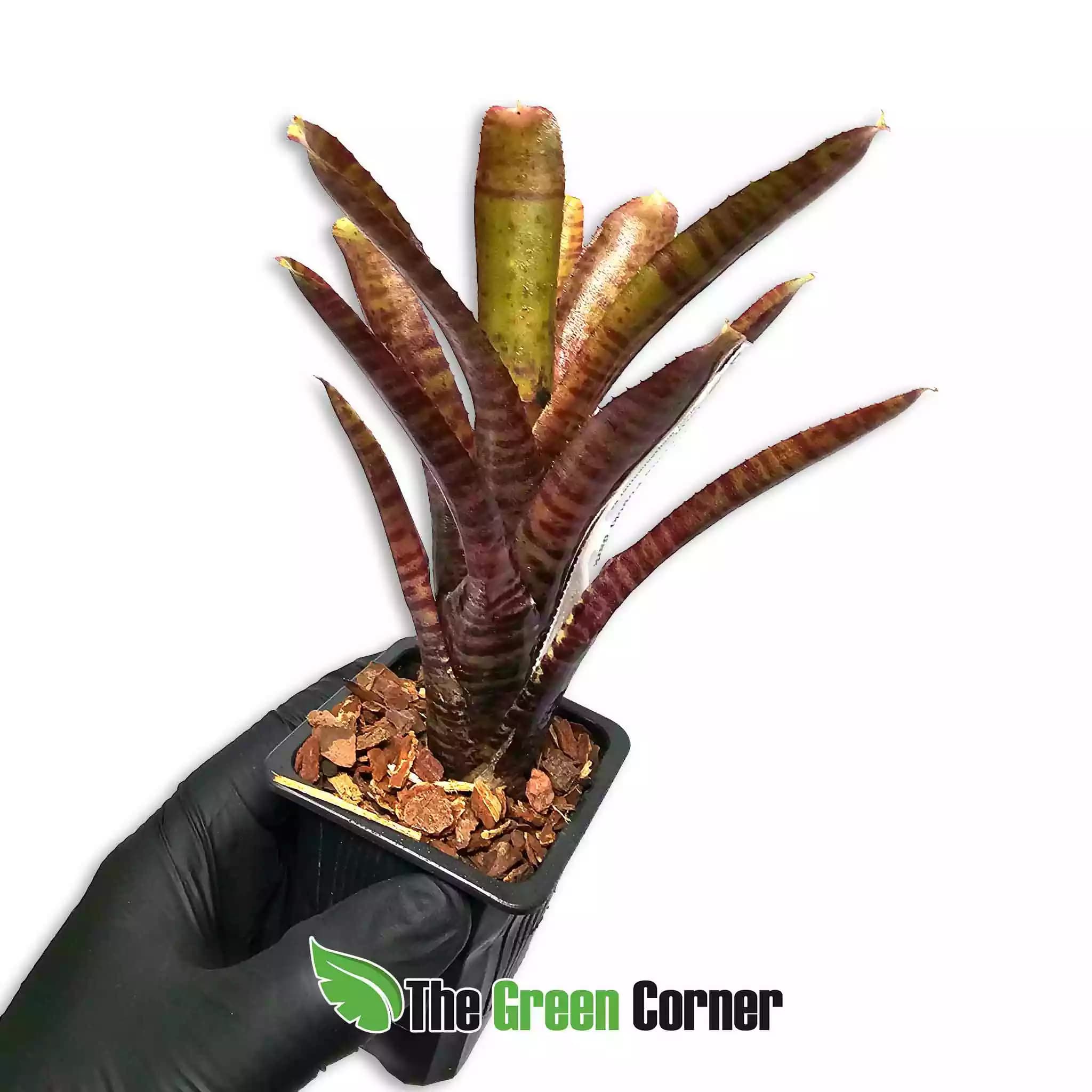 neoregelia-popoki-dark-form-lateral