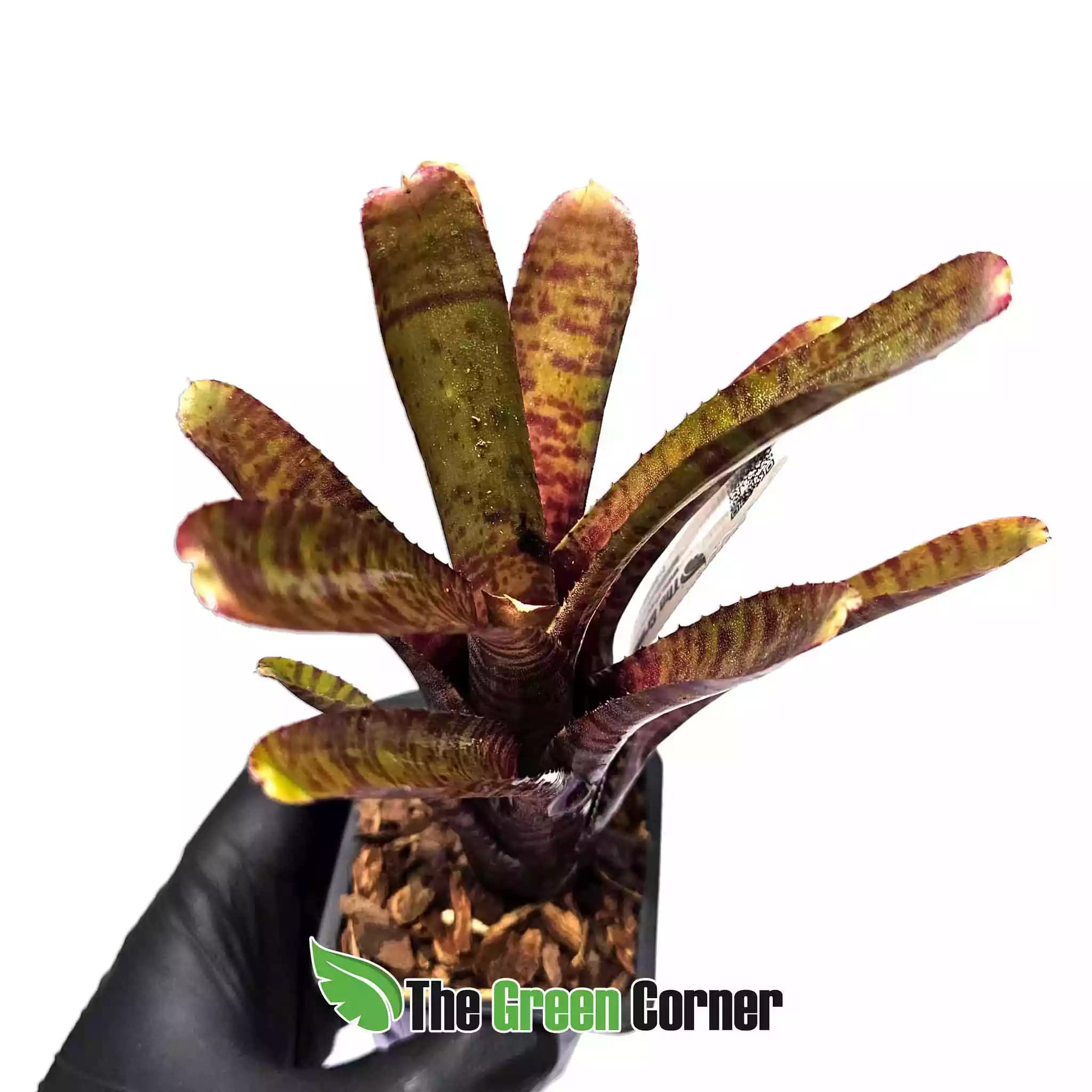 neoregelia-popoki-dark-form-normal