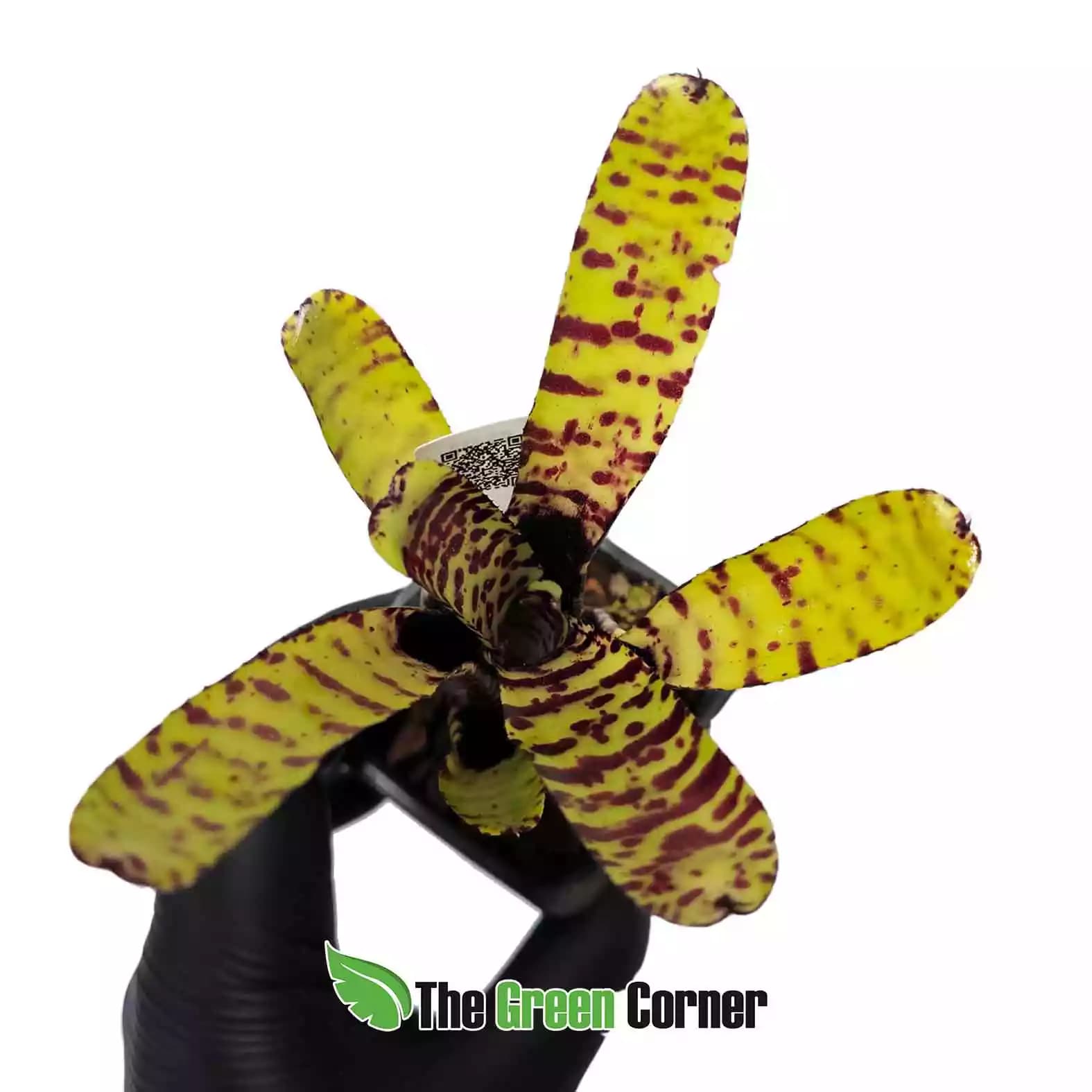 neoregelia-punctatissima-general