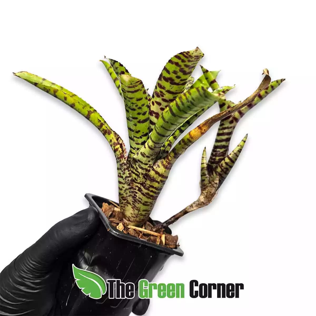 neoregelia-punctatissima-x-bushing-tiger-lateral