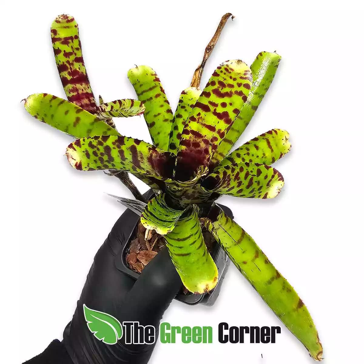 neoregelia-punctatissima-x-bushing-tiger
