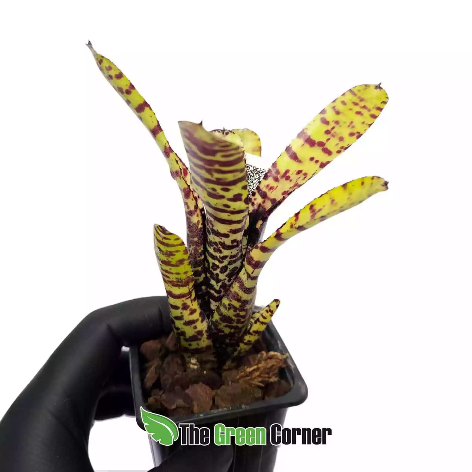 neoregelia-punctatissima