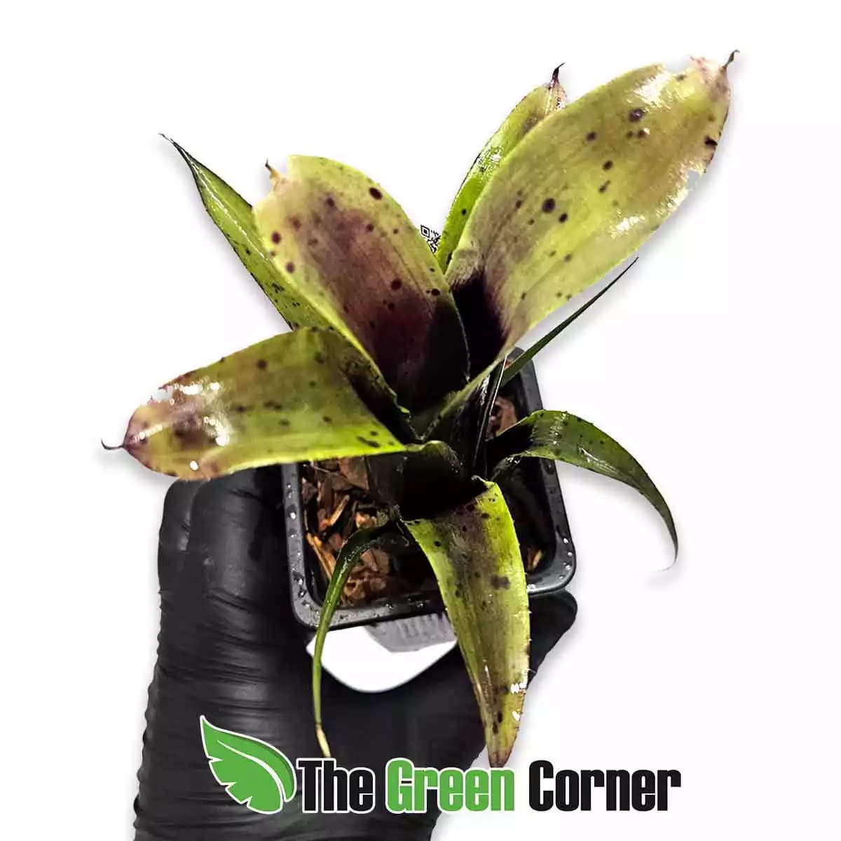 neoregelia-purple-princess-superior