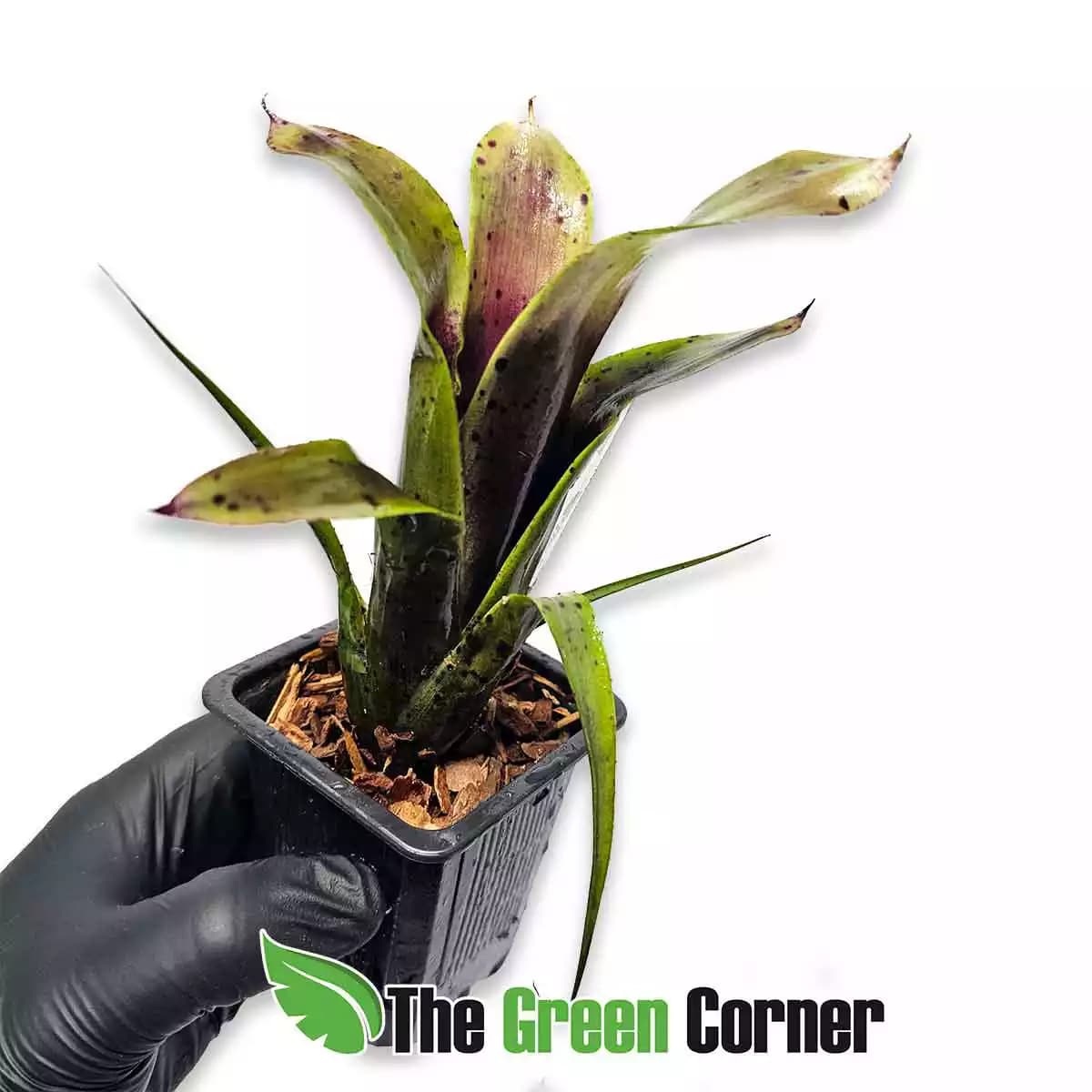 neoregelia-purple-princess