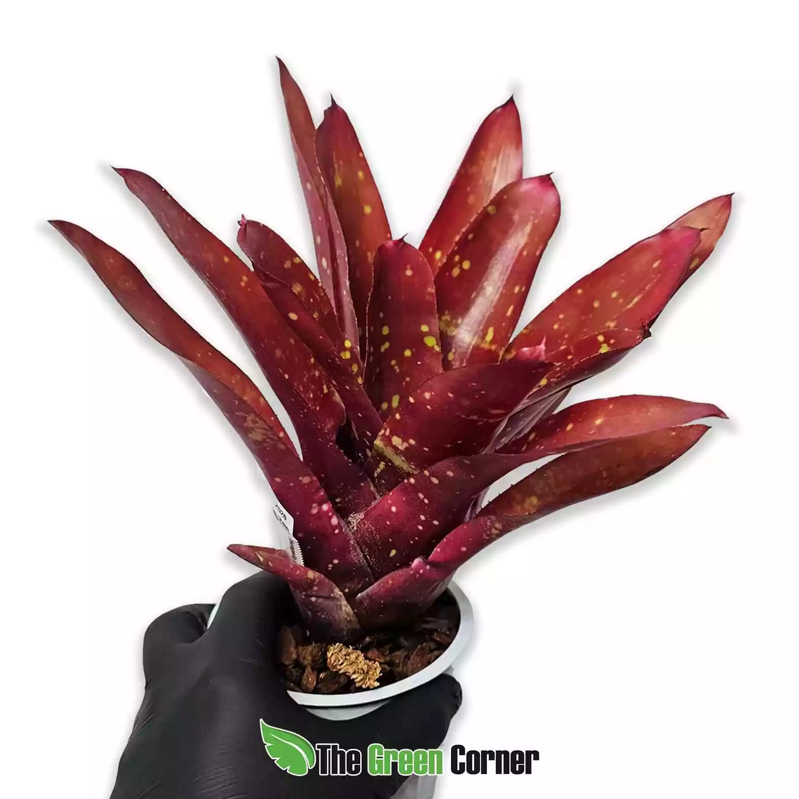 Neoregelia Red Goodies