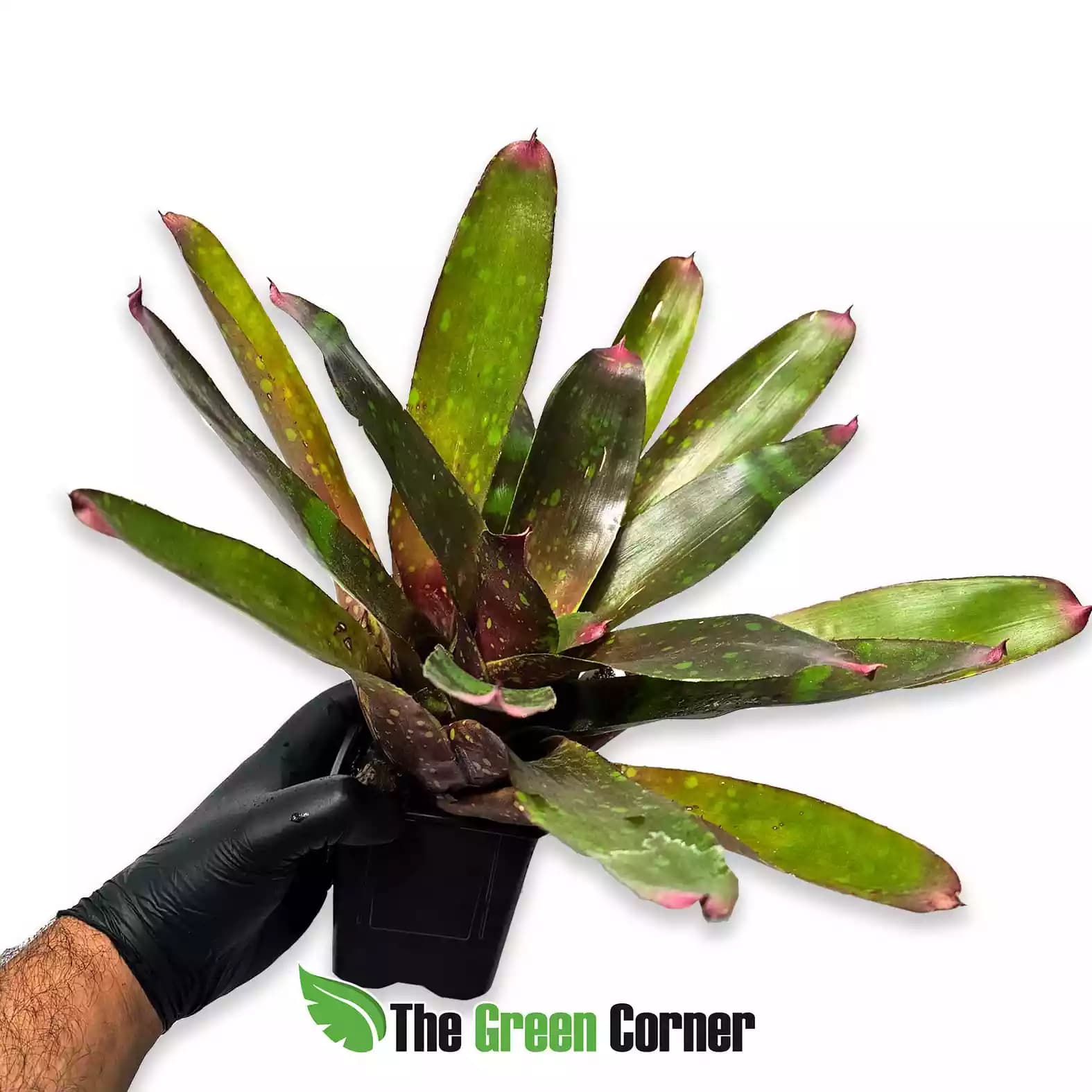 neoregelia-red-goodies-lateral