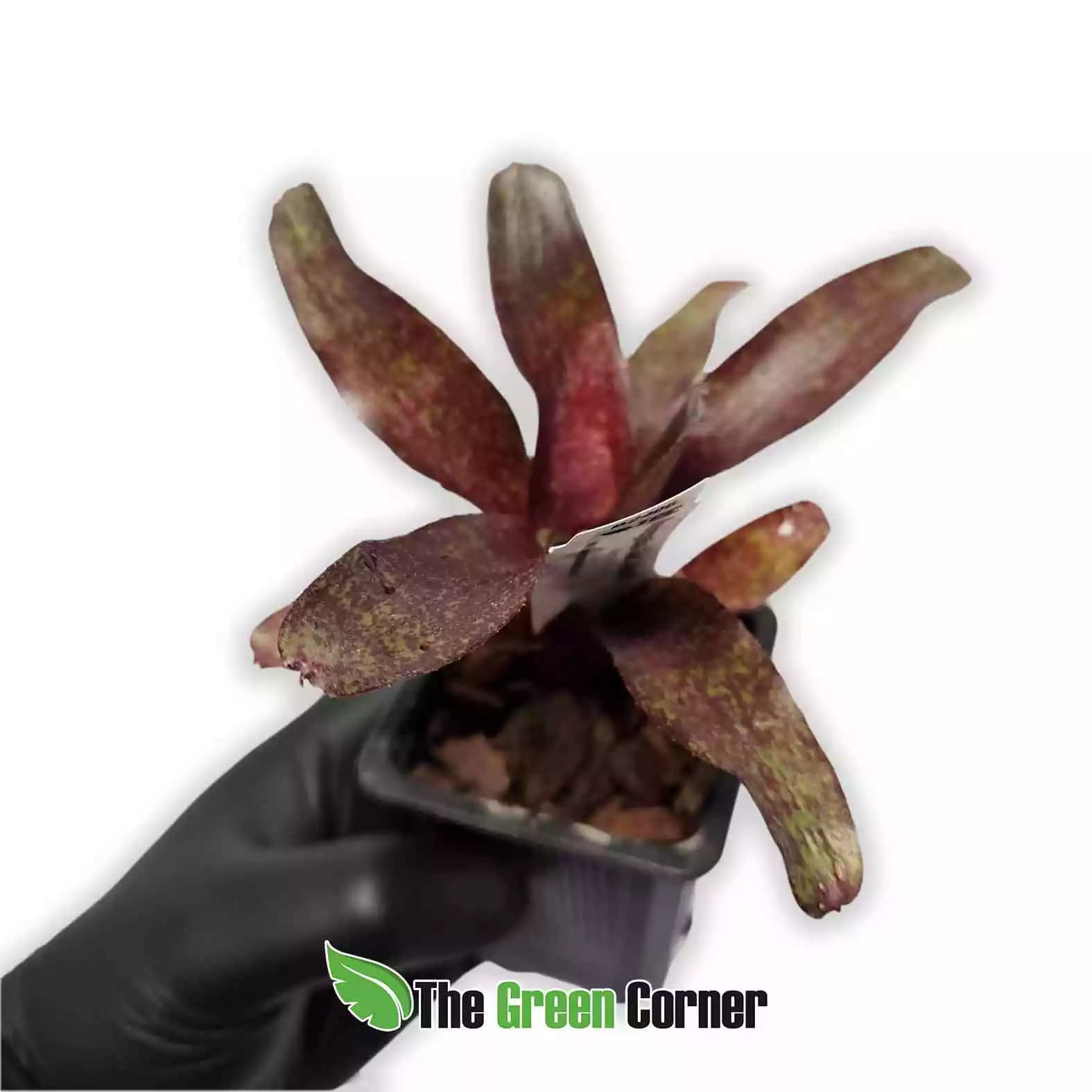 neoregelia-red-waif-lateral