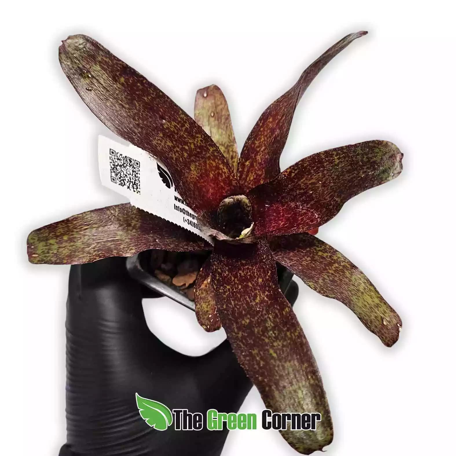 neoregelia-red-waif
