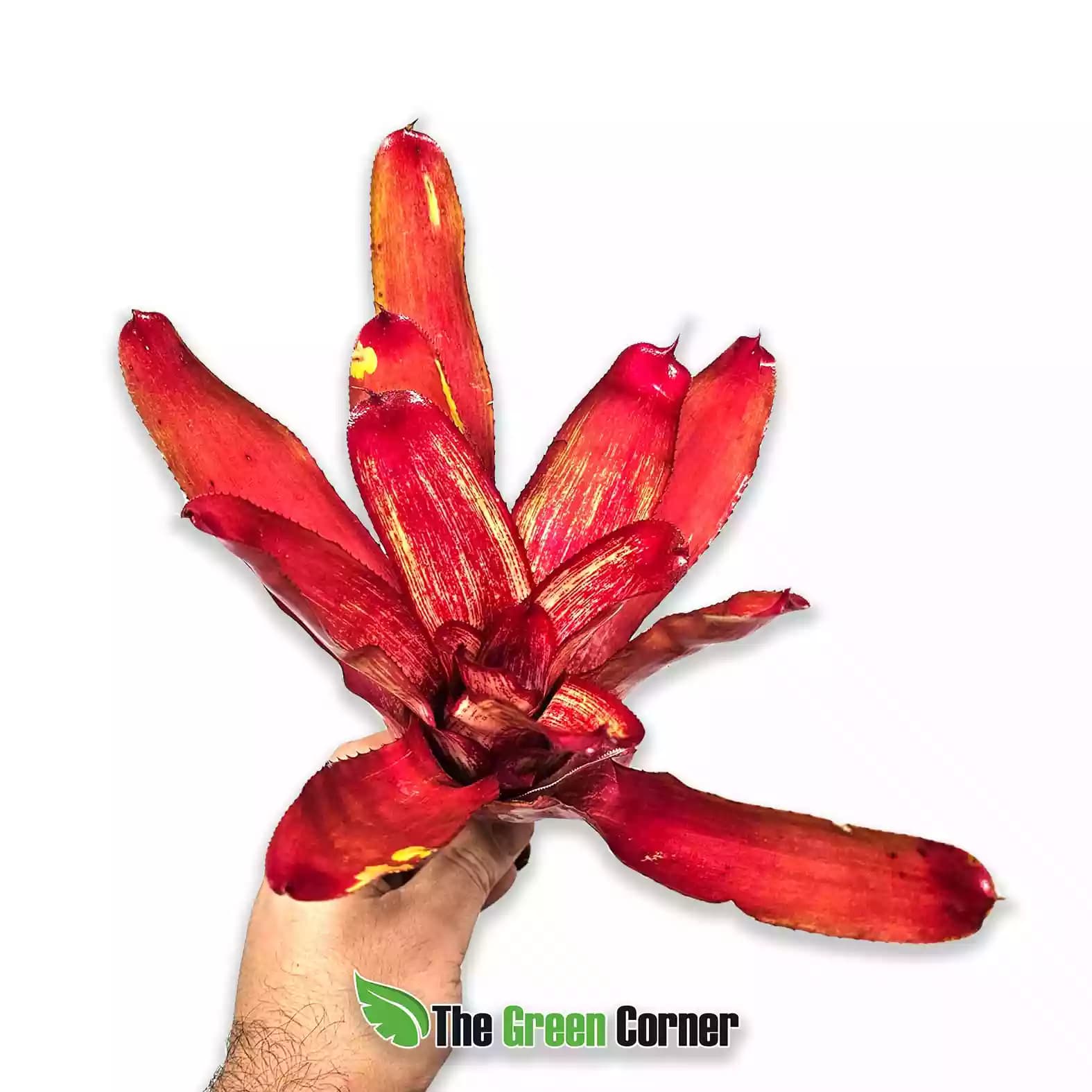 Neoregelia Rio Grande