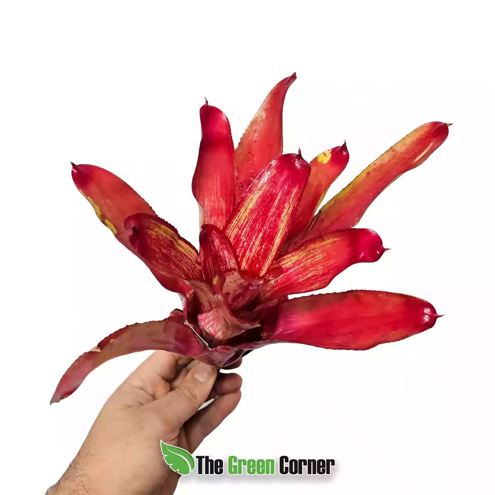 Neoregelia Rio Grande