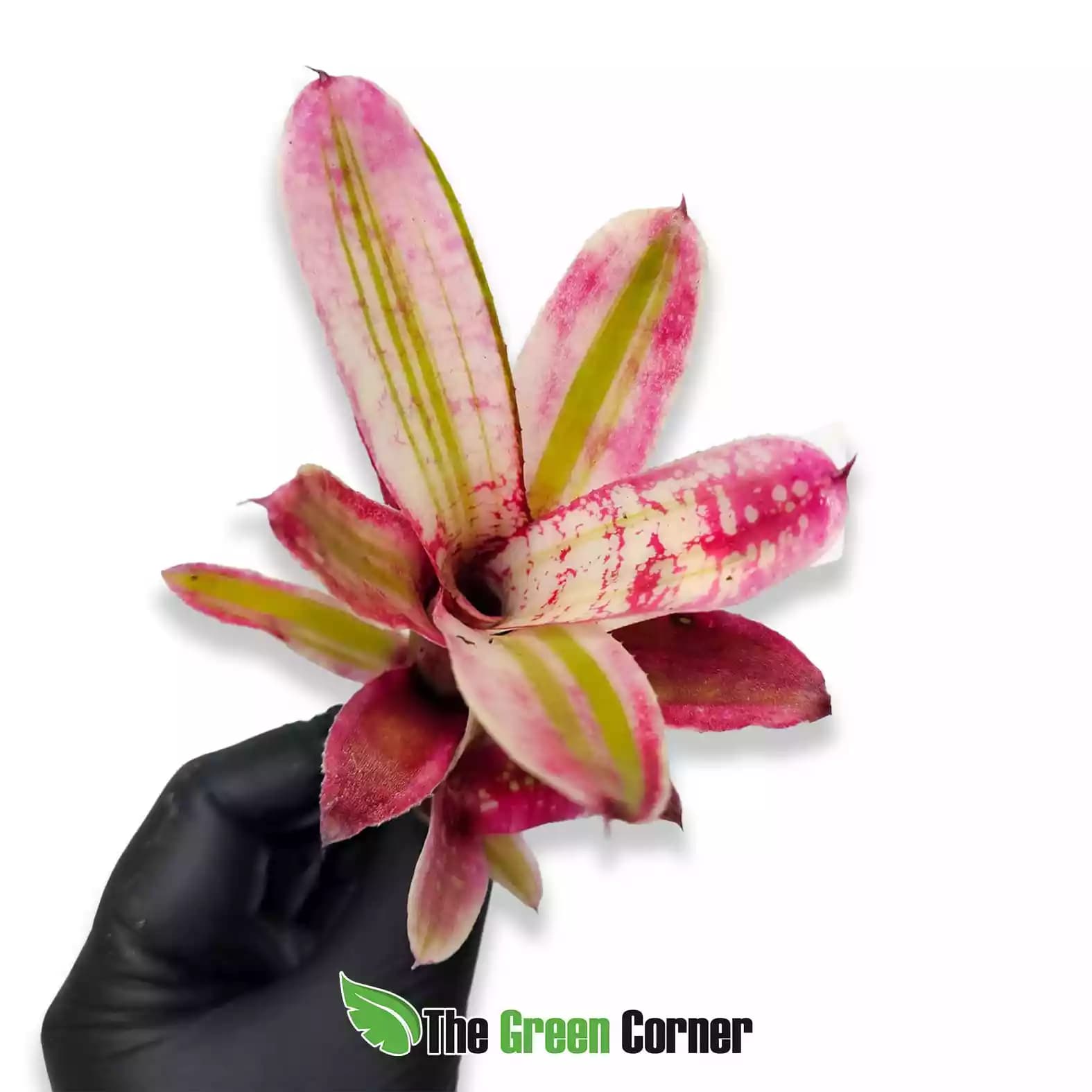 neoregelia-rough-and-ready-general