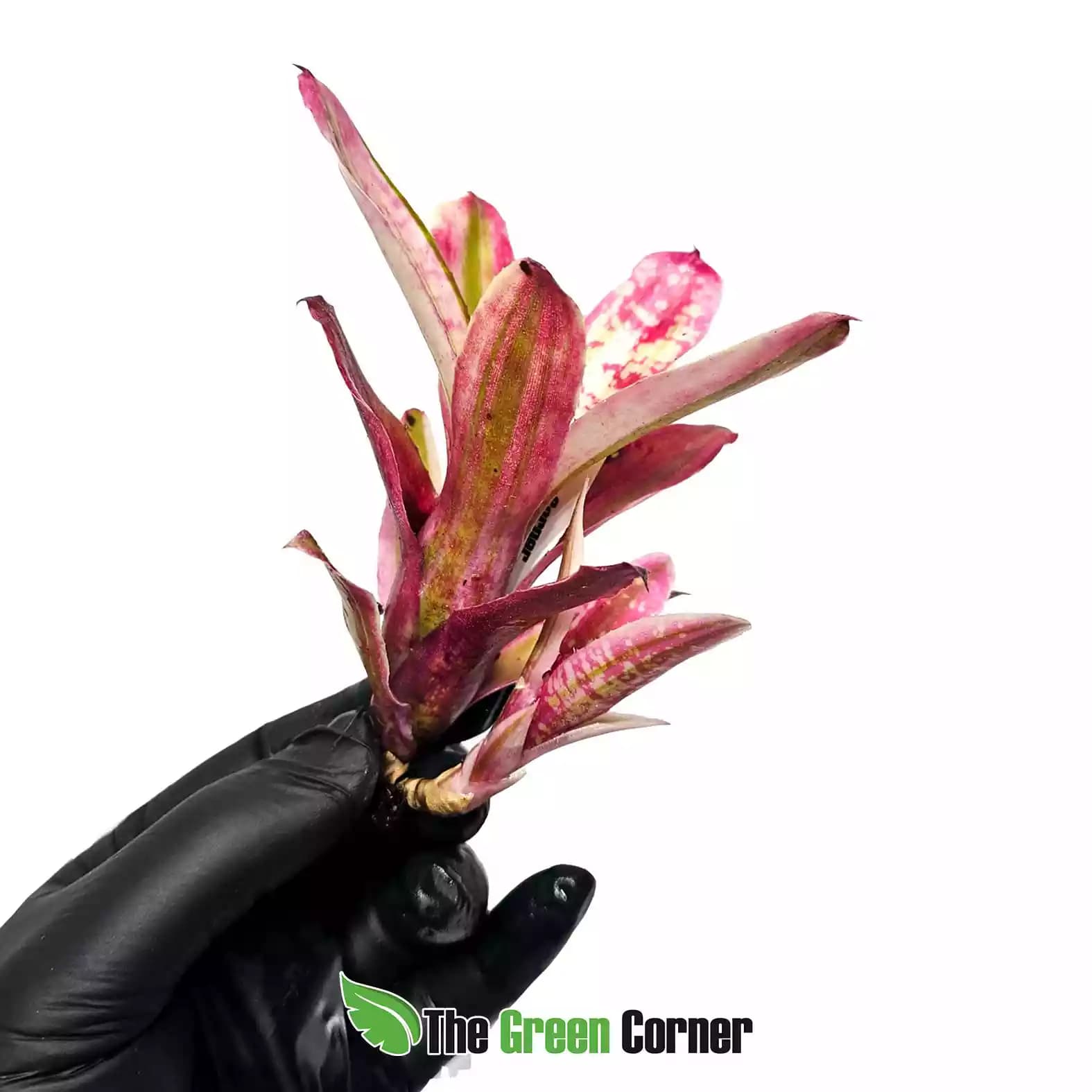 neoregelia-rourh-and-Ready-lateral