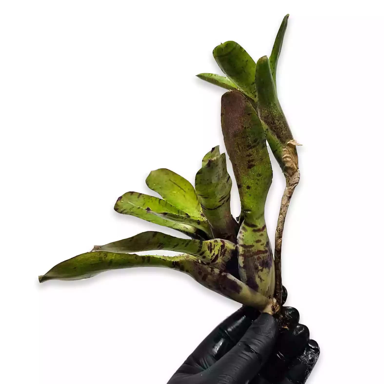 neoregelia-rubriflora-hybrid-lateral