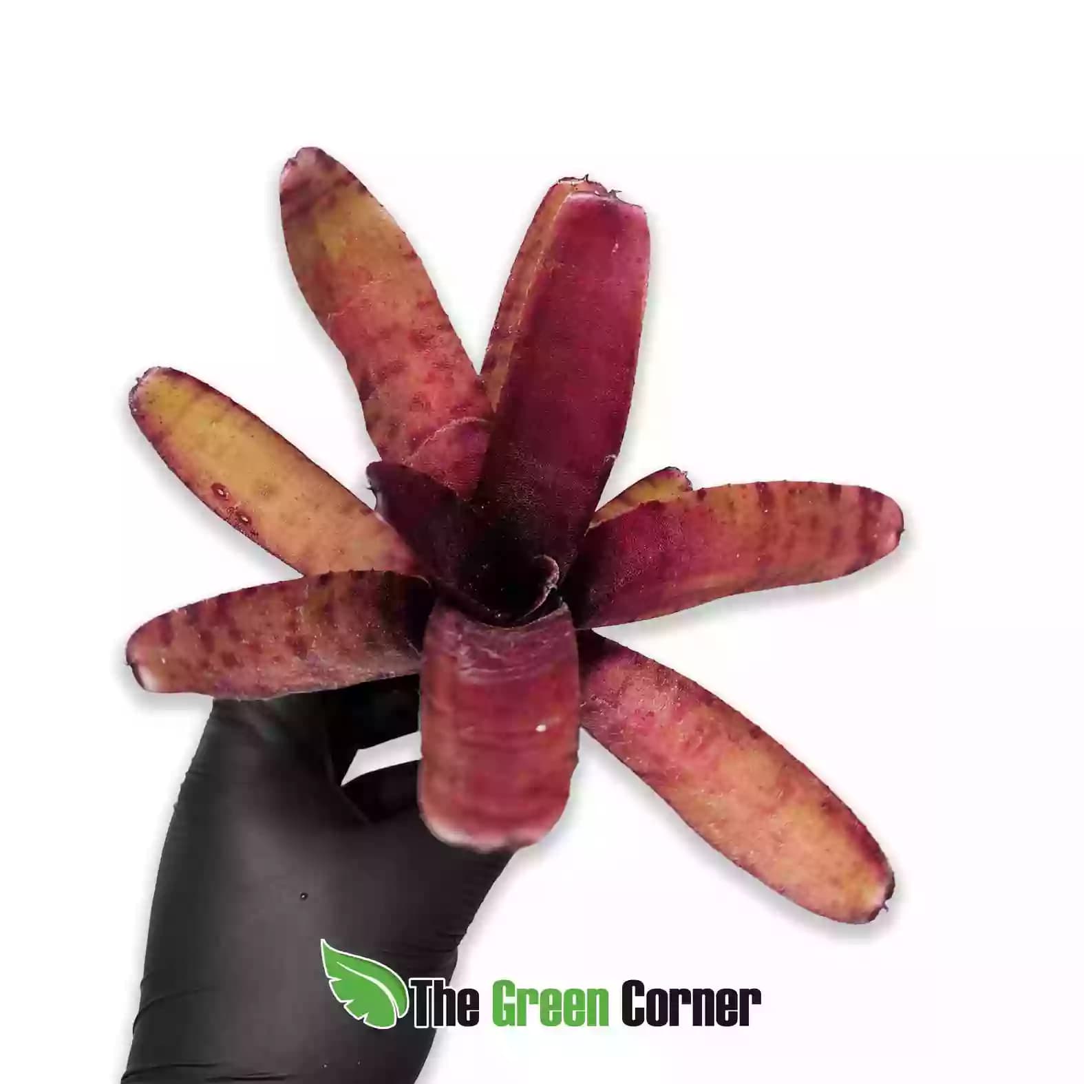 neoregelia-rubriflora