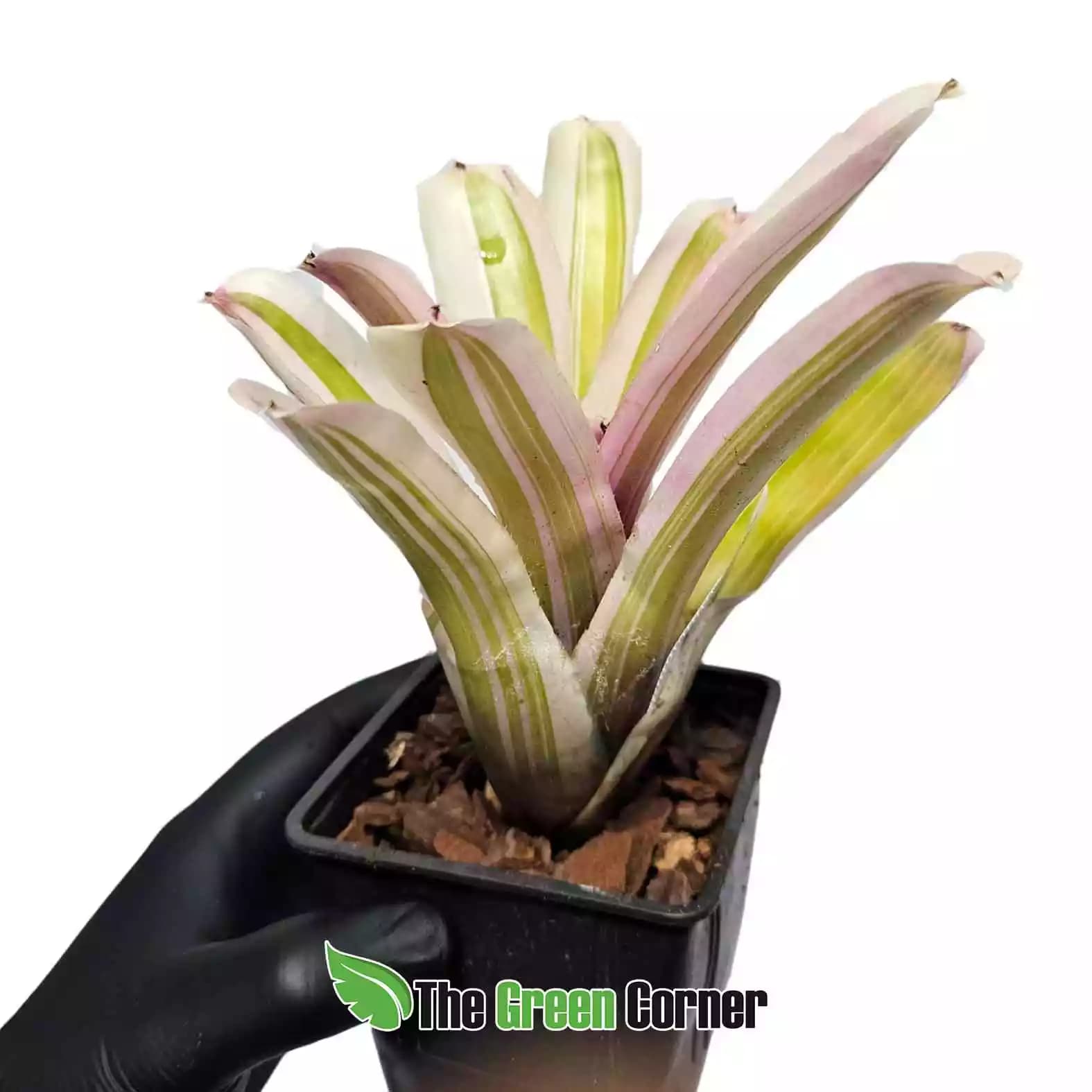 Neoregelia See No Evil Albo 2
