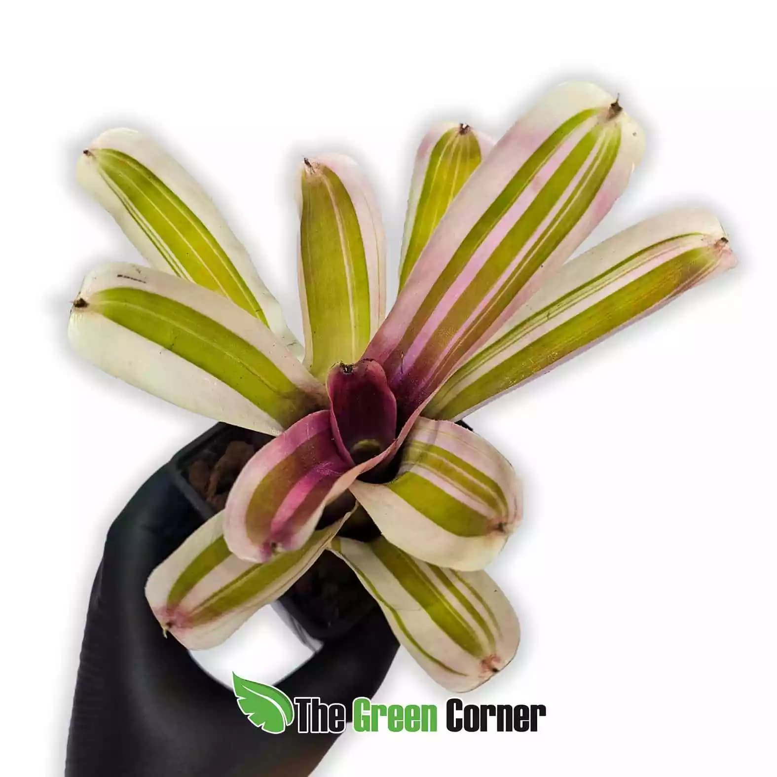neoregelia-see-no-evil-albo