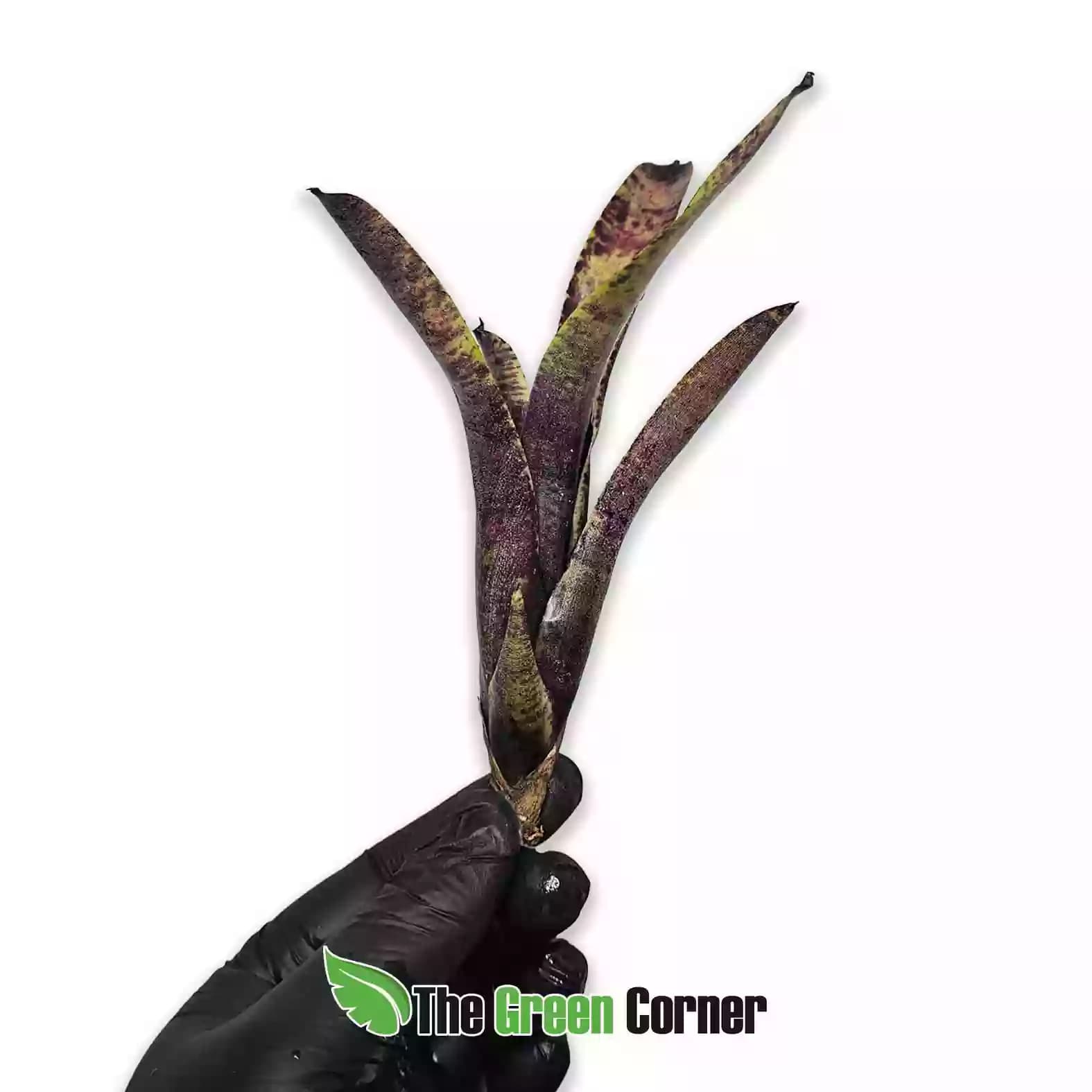 neoregelia-smudge-pot-general